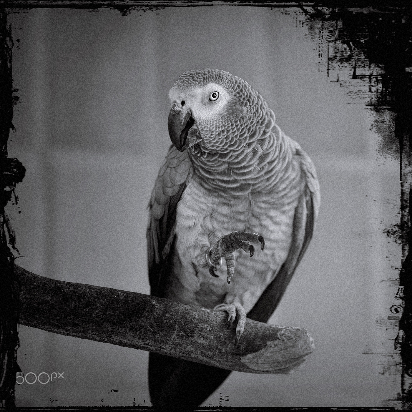 Nikon D600 sample photo. Give me food please photography