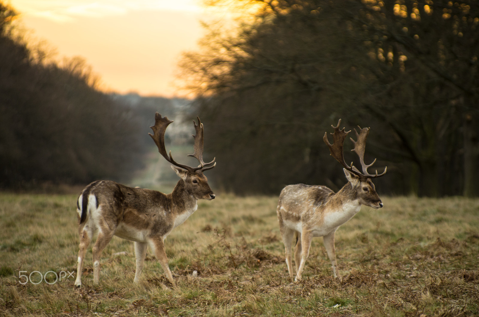 Pentax smc DA* 50-135mm F2.8 ED (IF) SDM sample photo. Deer photography