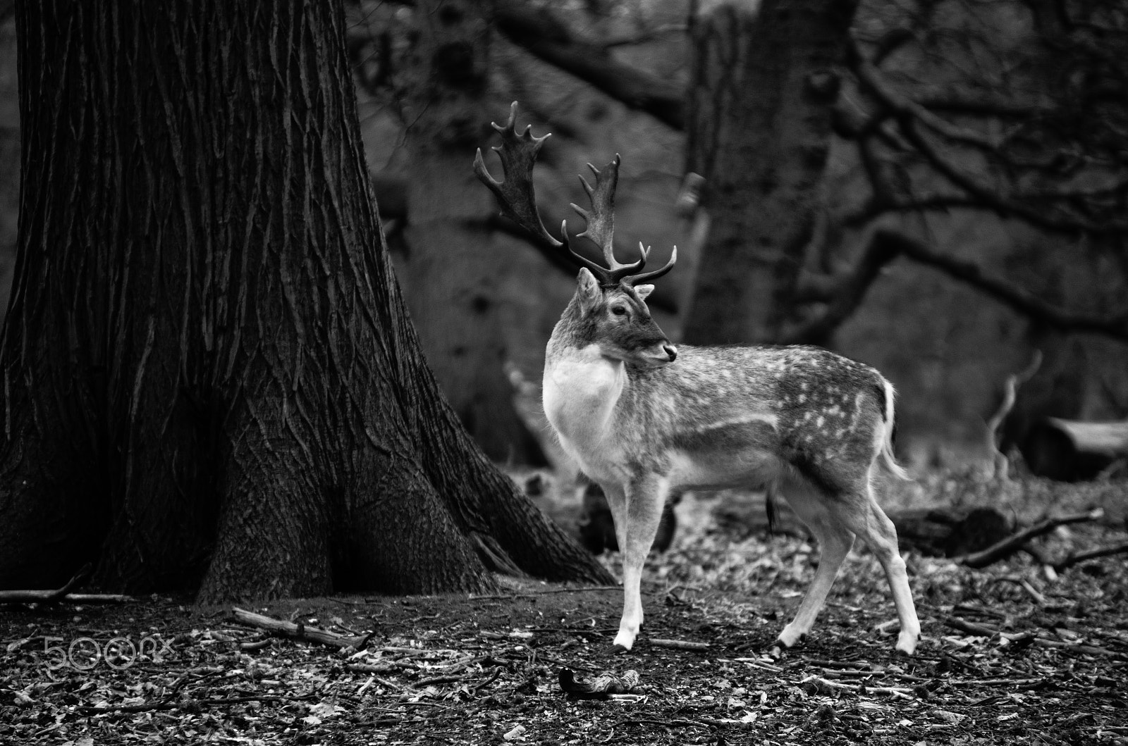Pentax smc DA* 50-135mm F2.8 ED (IF) SDM sample photo. Deer photography