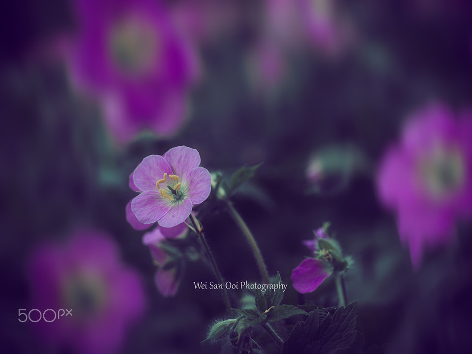 Panasonic Leica DG Macro-Elmarit 45mm F2.8 ASPH OIS sample photo. Flax flowers 03 photography