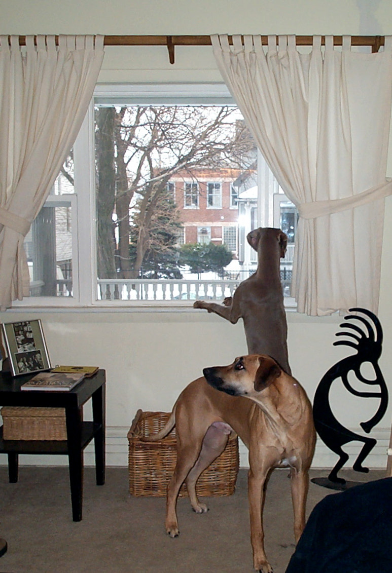 Kodak DC280 ZOOM DIGITAL CAMERA sample photo. A rhodesian ridgeback and a weimeraner photography