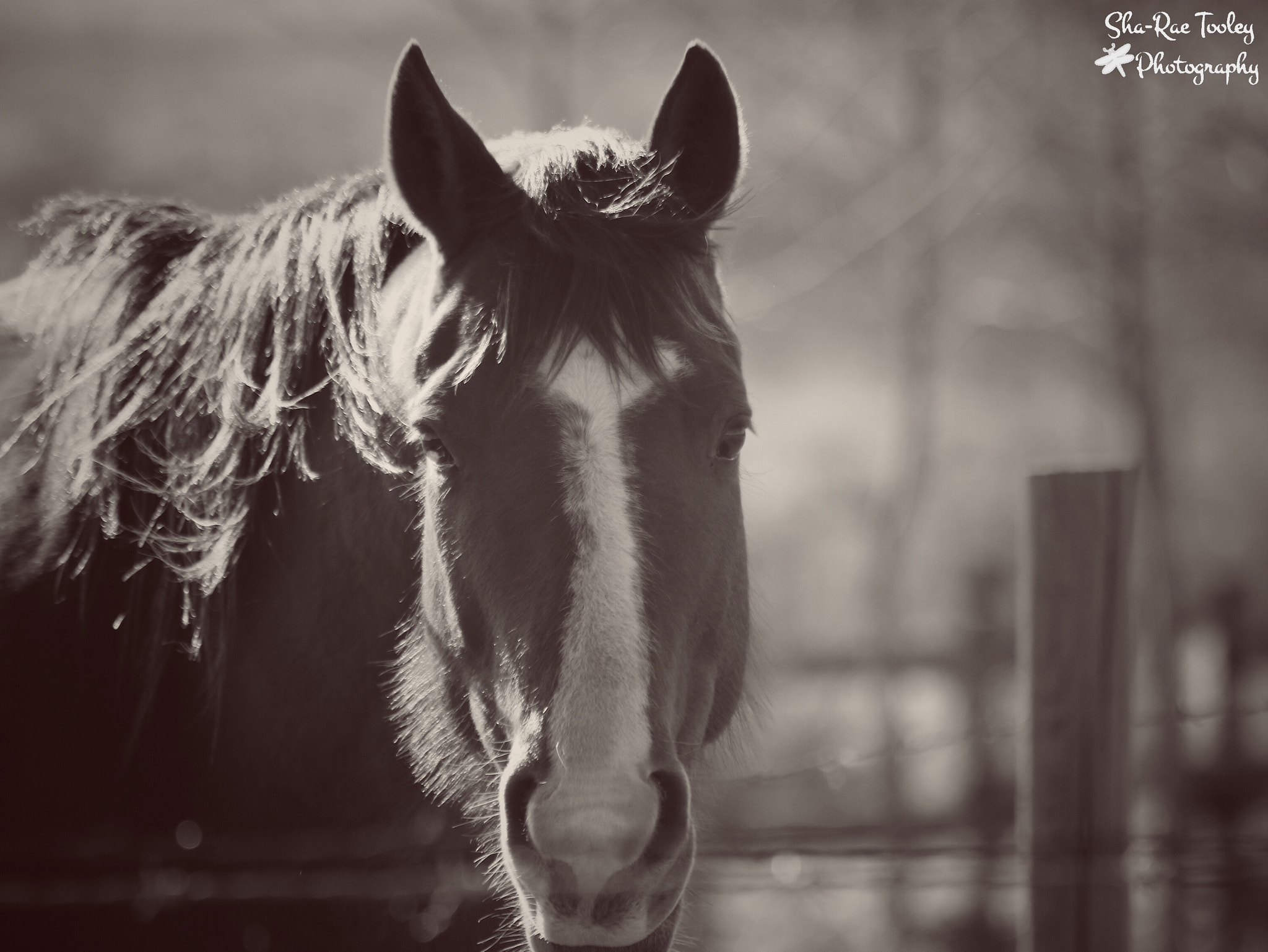 Canon EF 70-300mm F4-5.6 IS USM sample photo. Horse photography