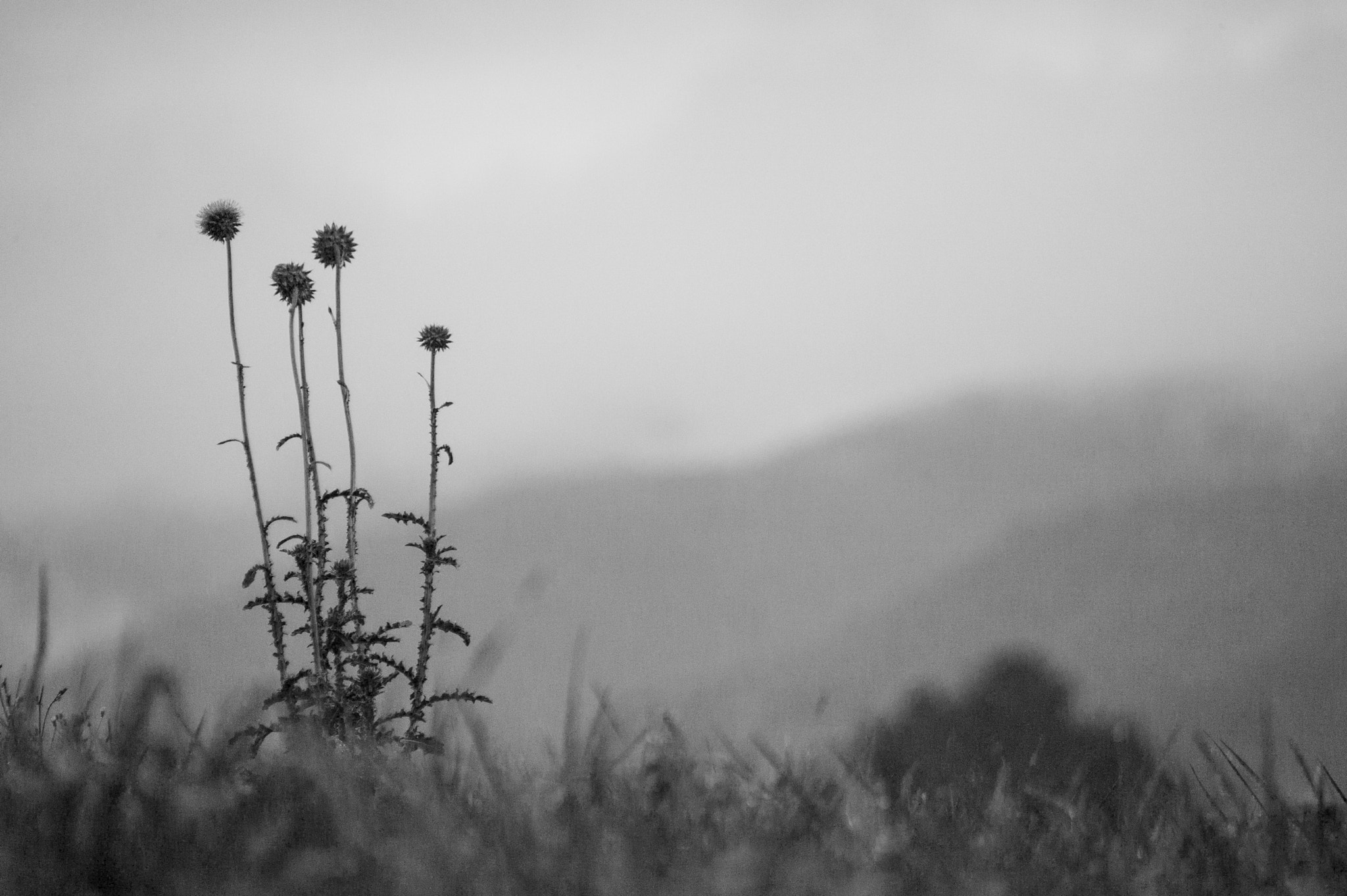 Canon EOS-1Ds + Canon EF 100-300mm f/5.6 sample photo