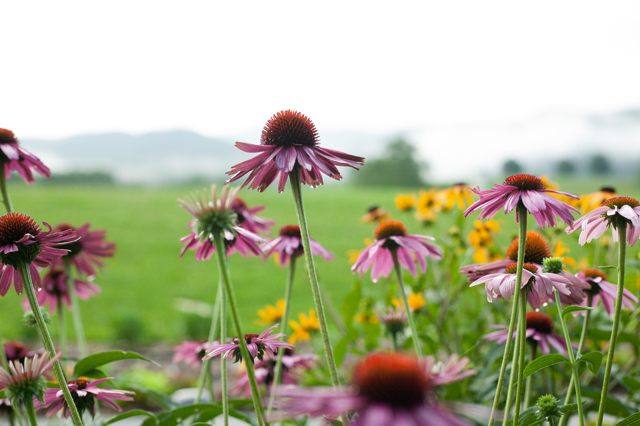 Canon EOS-1Ds + Canon EF 50mm f/1.8 sample photo