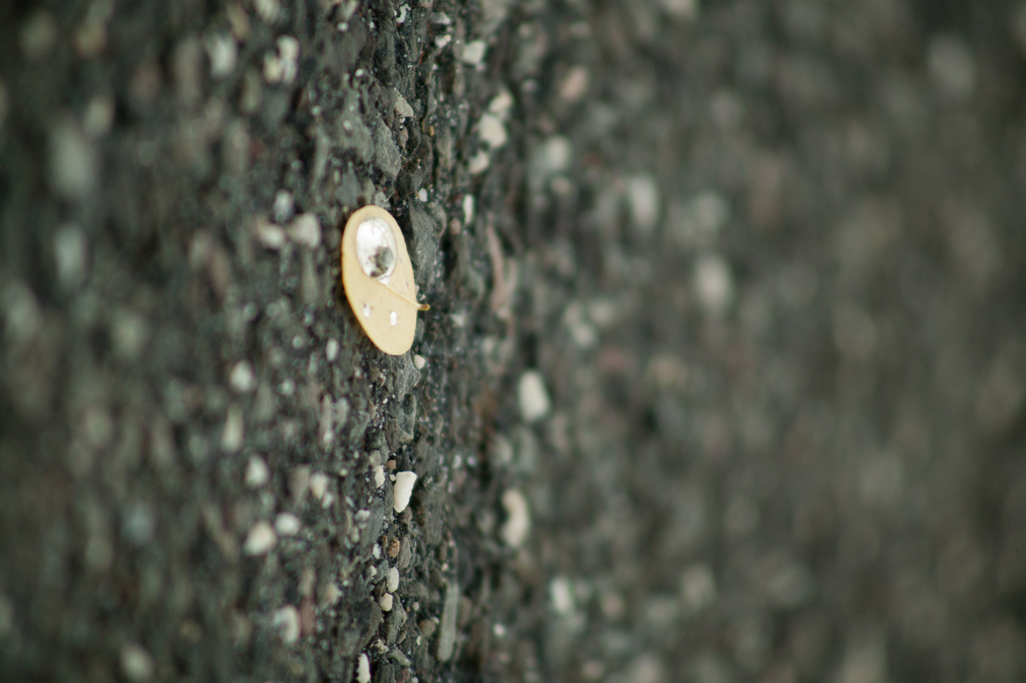 Canon EOS-1Ds + Canon EF 100-300mm f/5.6 sample photo