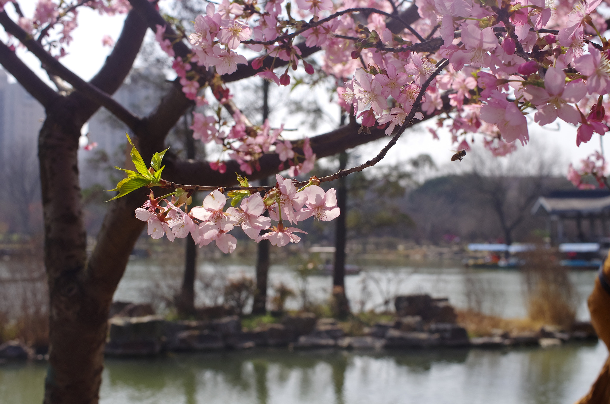 Pentax K-5 + HD Pentax DA 35mm F2.8 Macro Limited sample photo. Sakura photography