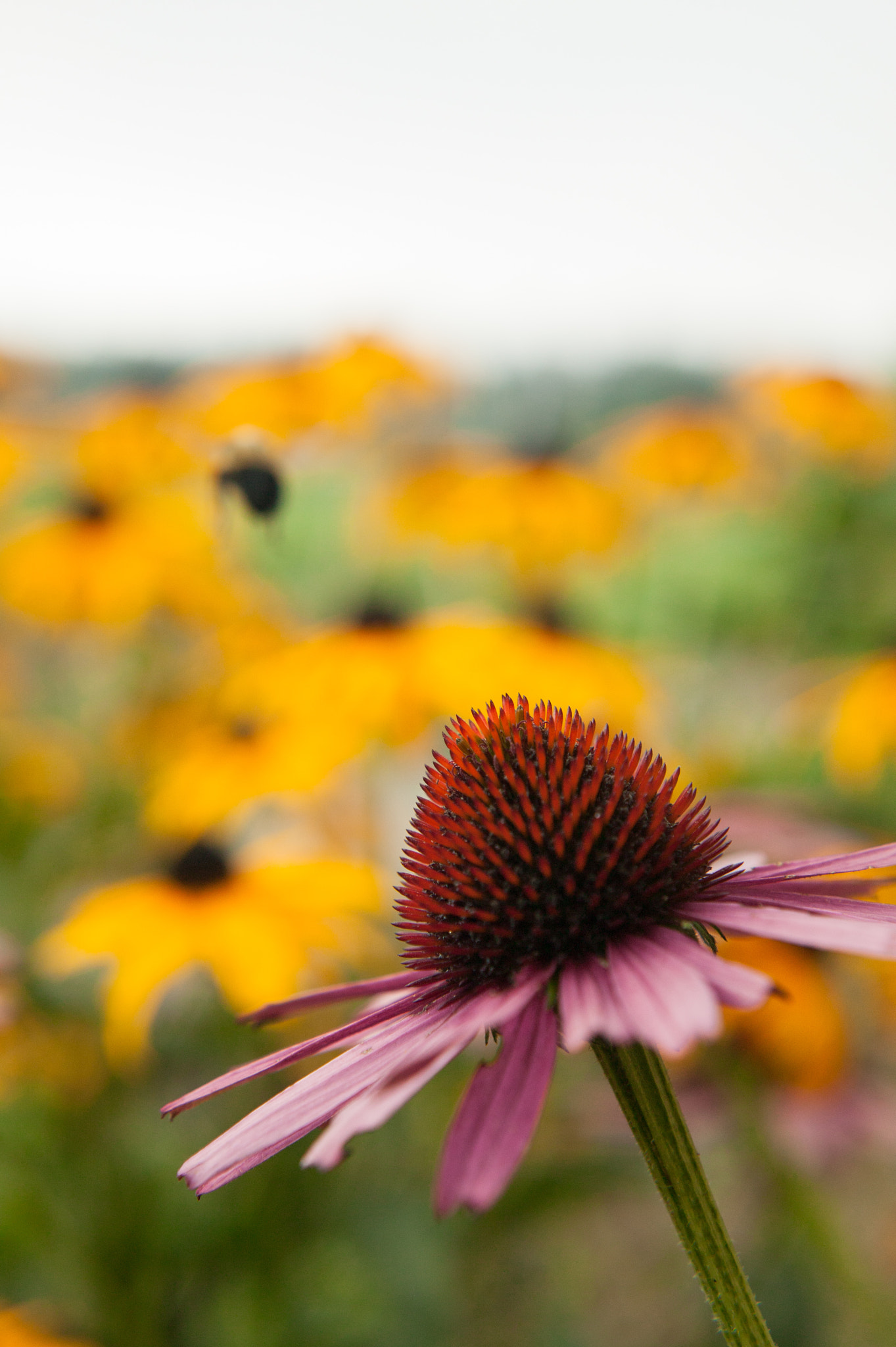 Canon EOS-1Ds + Canon EF 50mm f/1.8 sample photo