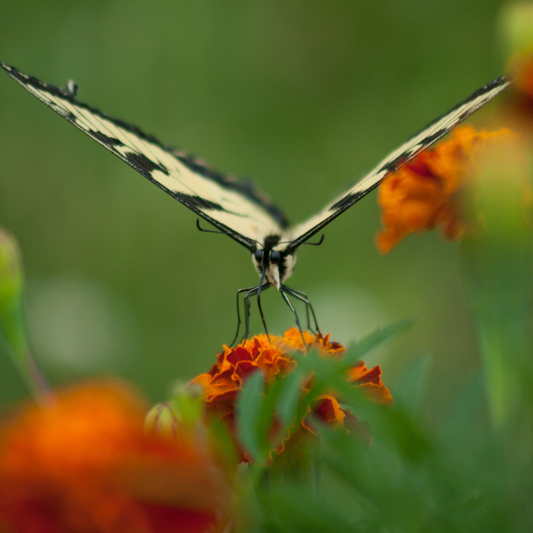 Canon EOS-1Ds + Canon EF 100-300mm f/5.6 sample photo