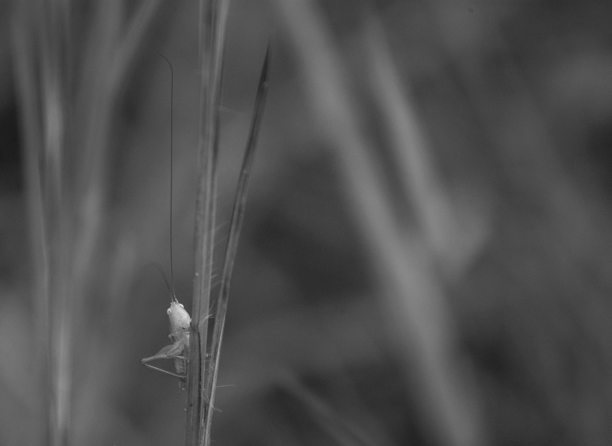 Canon EOS-1Ds + Canon EF 100-300mm f/5.6 sample photo