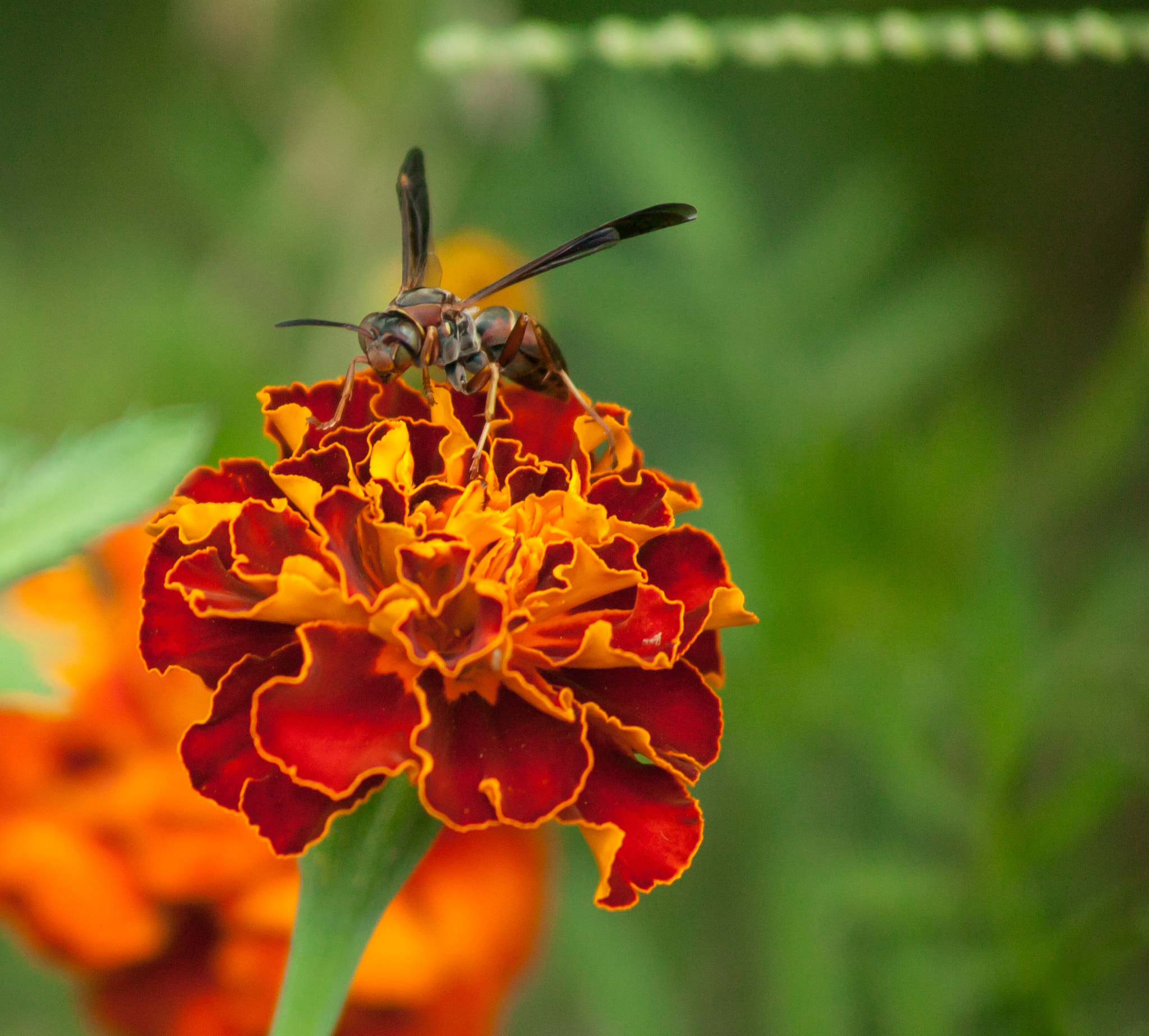 Canon EOS-1Ds + Canon EF 100-300mm f/5.6 sample photo