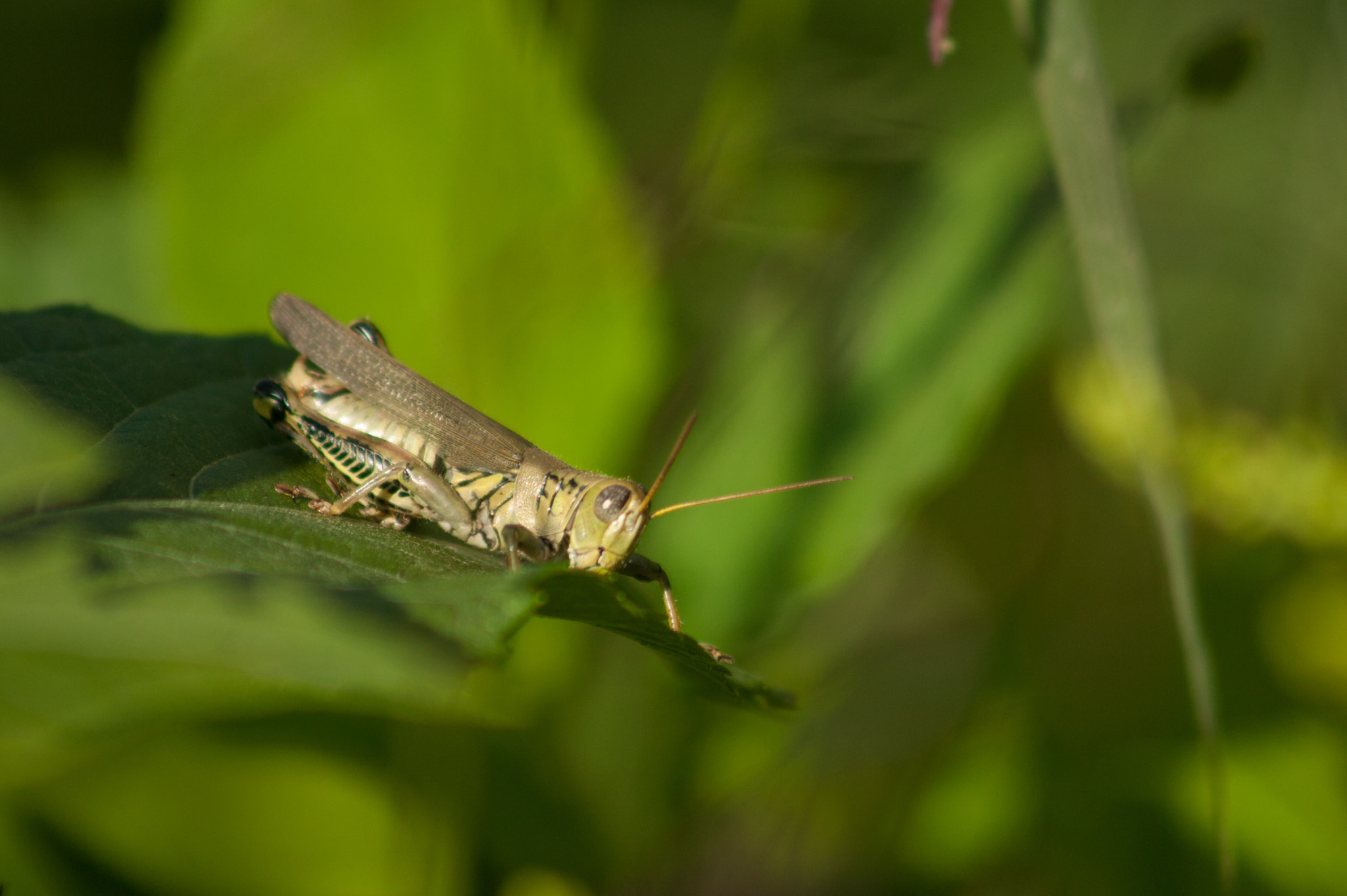 Canon EOS-1Ds + Canon EF 100-300mm f/5.6 sample photo