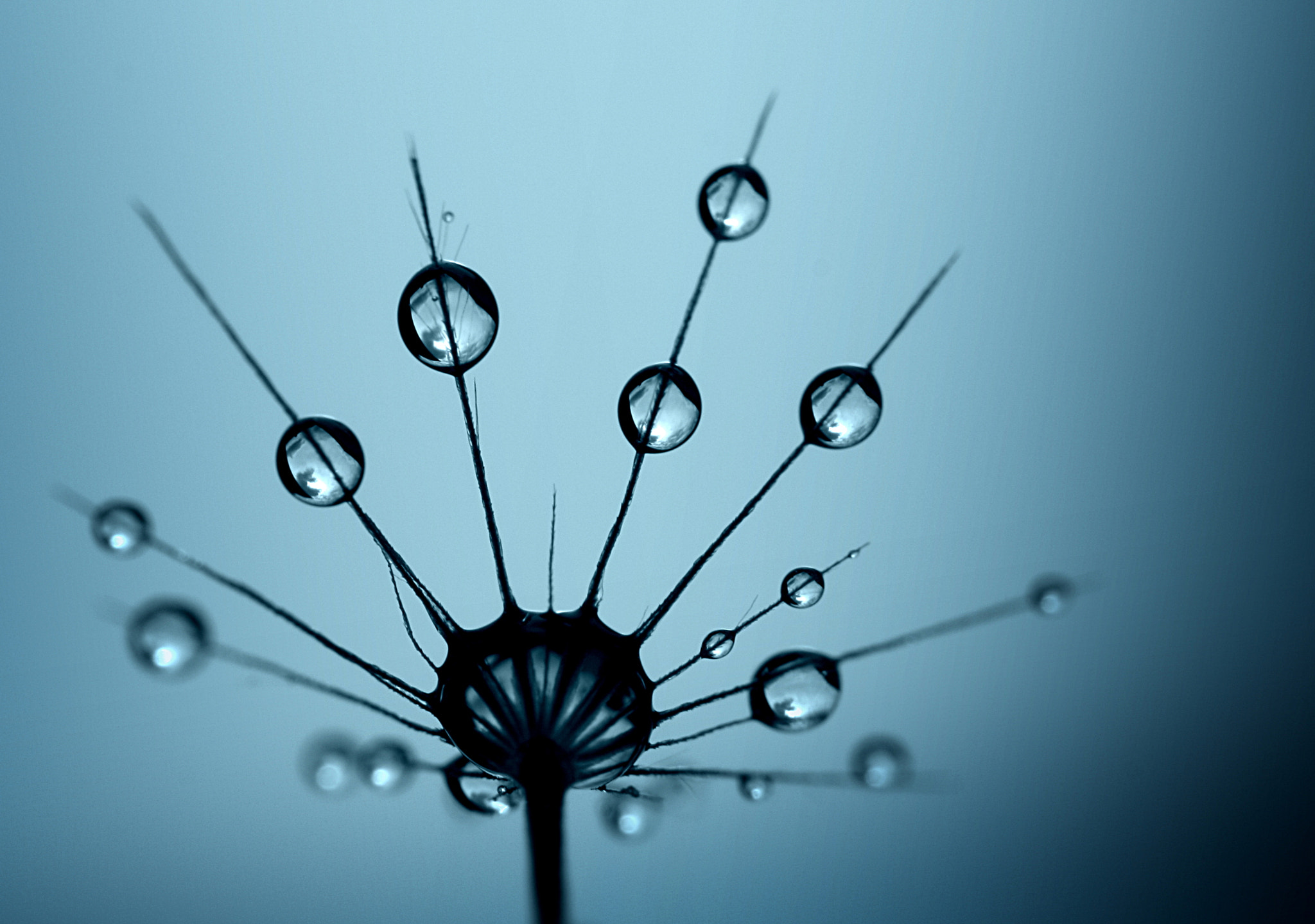 Canon EOS 40D + Canon EF 100mm F2.8L Macro IS USM sample photo. Broken umbrella... photography
