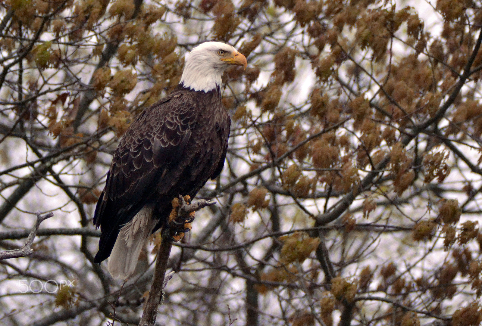 Nikon D3100 + Sigma APO 400mm F5.6 sample photo. Bald eagle photography