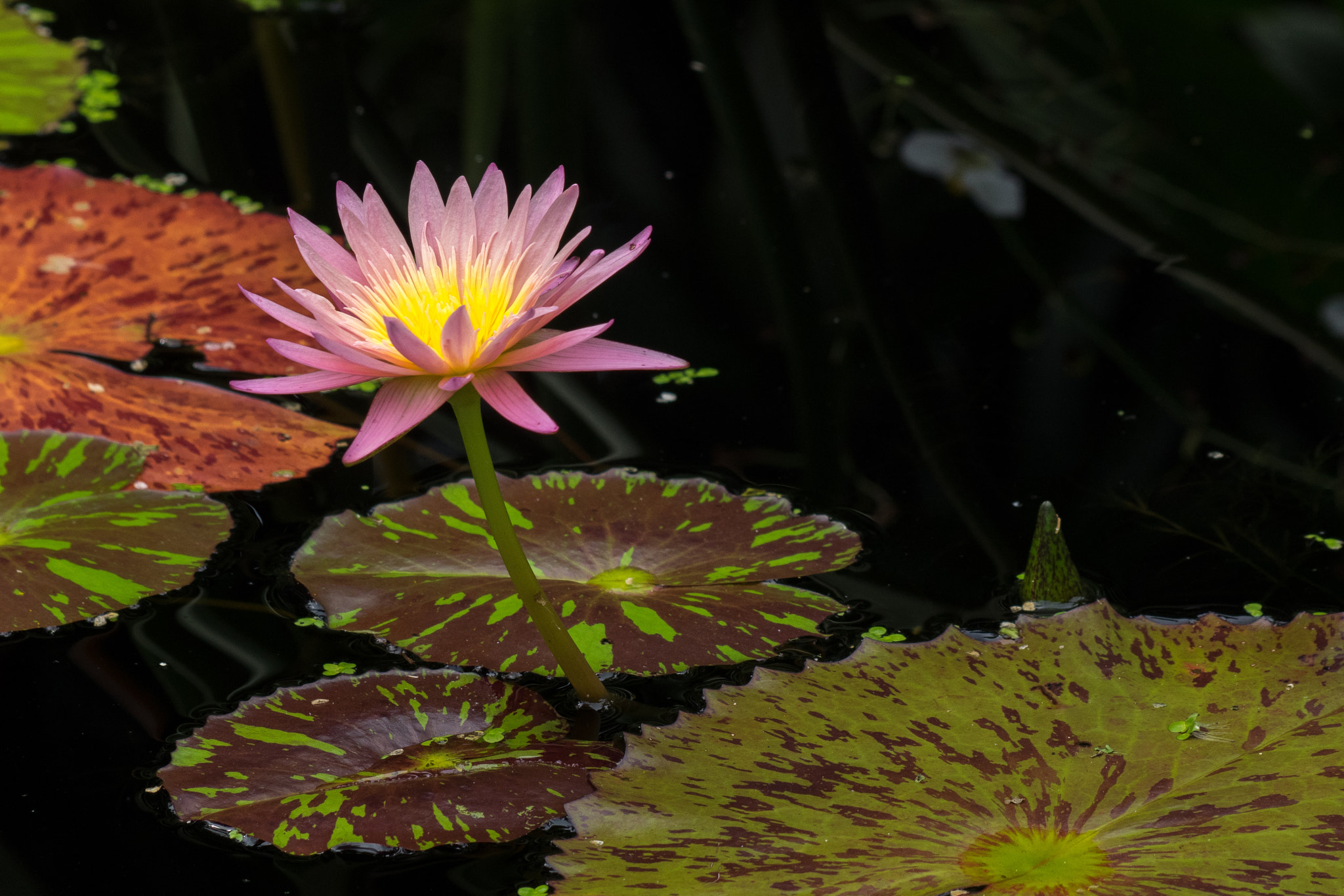 Olympus Zuiko Digital ED 70-300mm F4.0-5.6 sample photo. Water lily photography