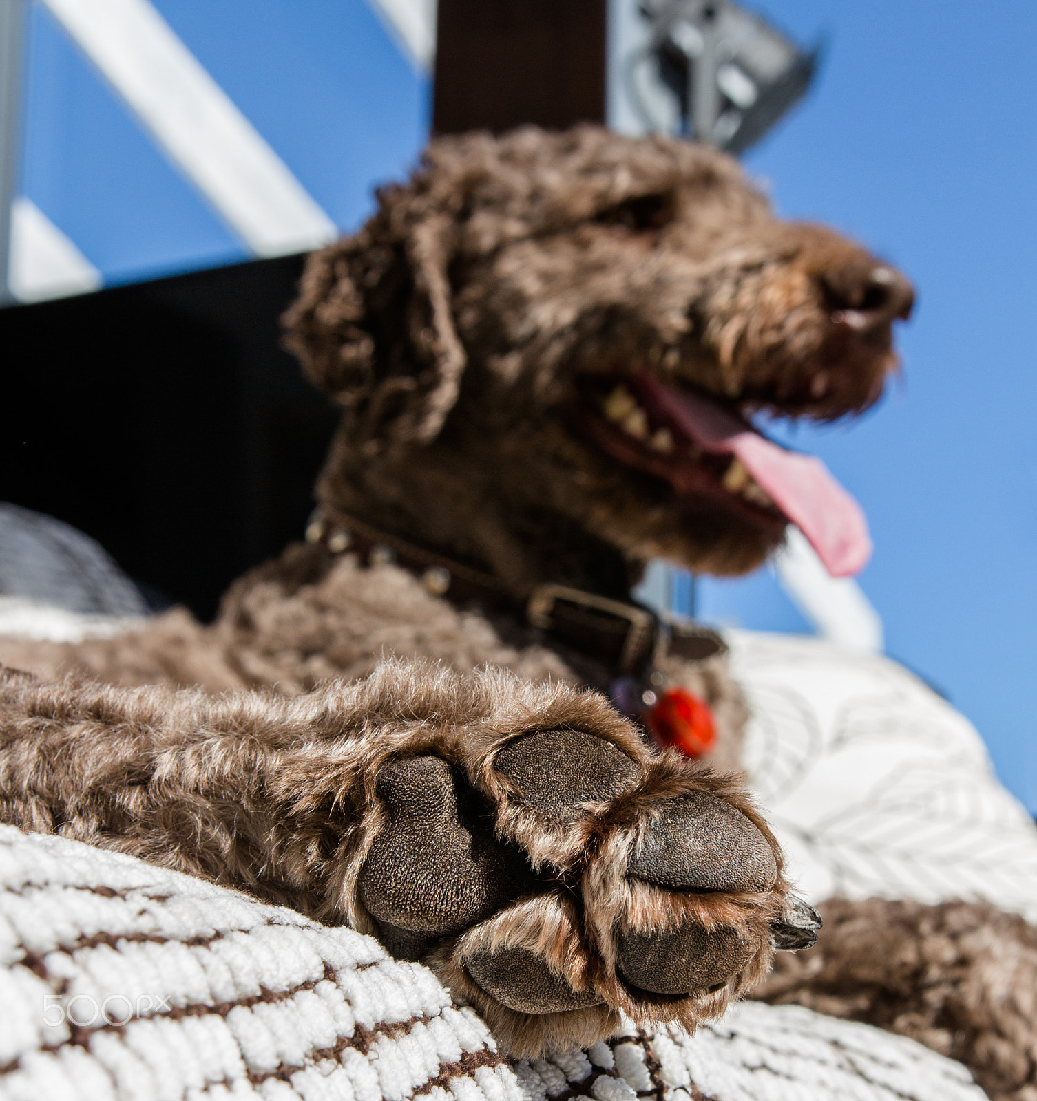Canon EOS 700D (EOS Rebel T5i / EOS Kiss X7i) + Sigma 18-35mm f/1.8 DC HSM sample photo. Doodle paws photography