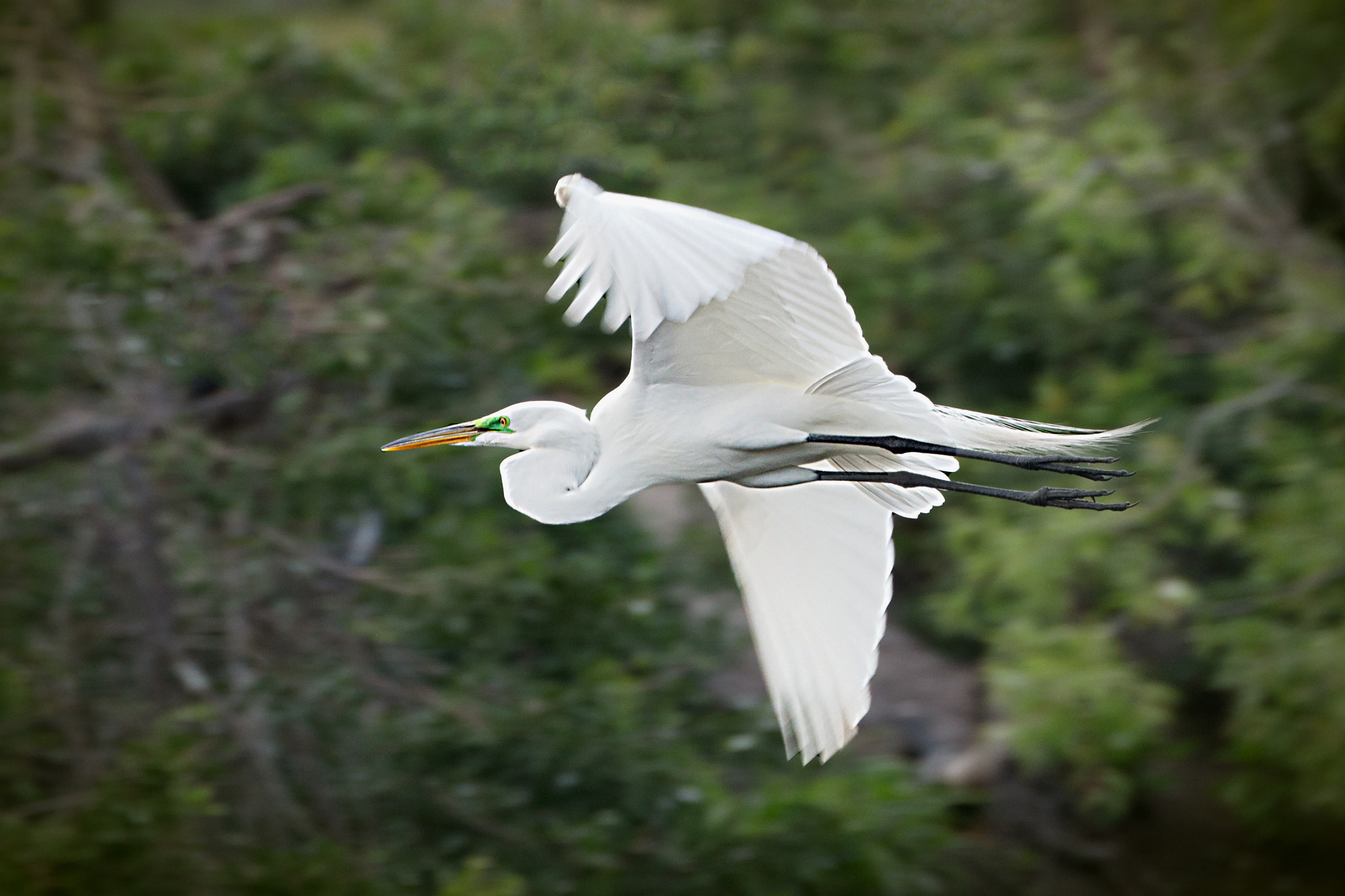 Canon EOS 100D (EOS Rebel SL1 / EOS Kiss X7) + Canon EF 70-300mm F4-5.6L IS USM sample photo. Egret in flight photography