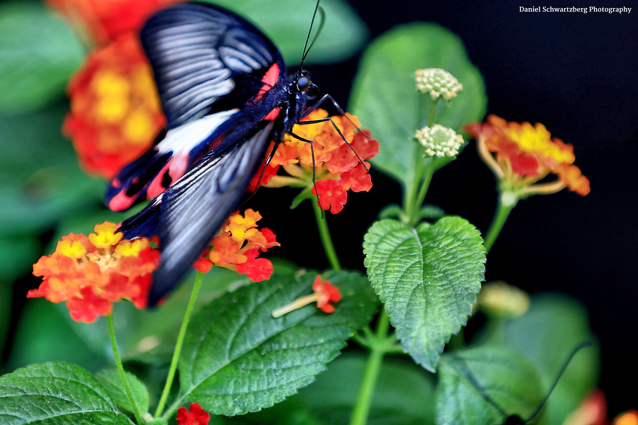 Canon EF 70-200mm F2.8L IS II USM sample photo