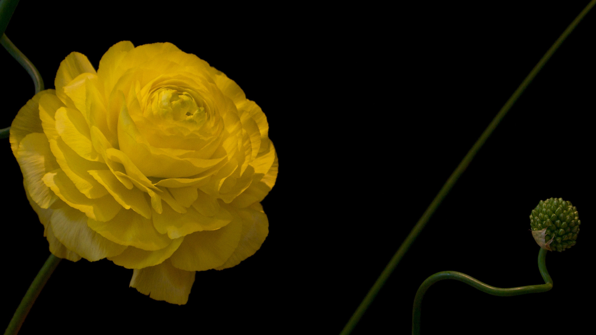 Nikon 1 J2 sample photo. Ikebana ranunculus (2) photography