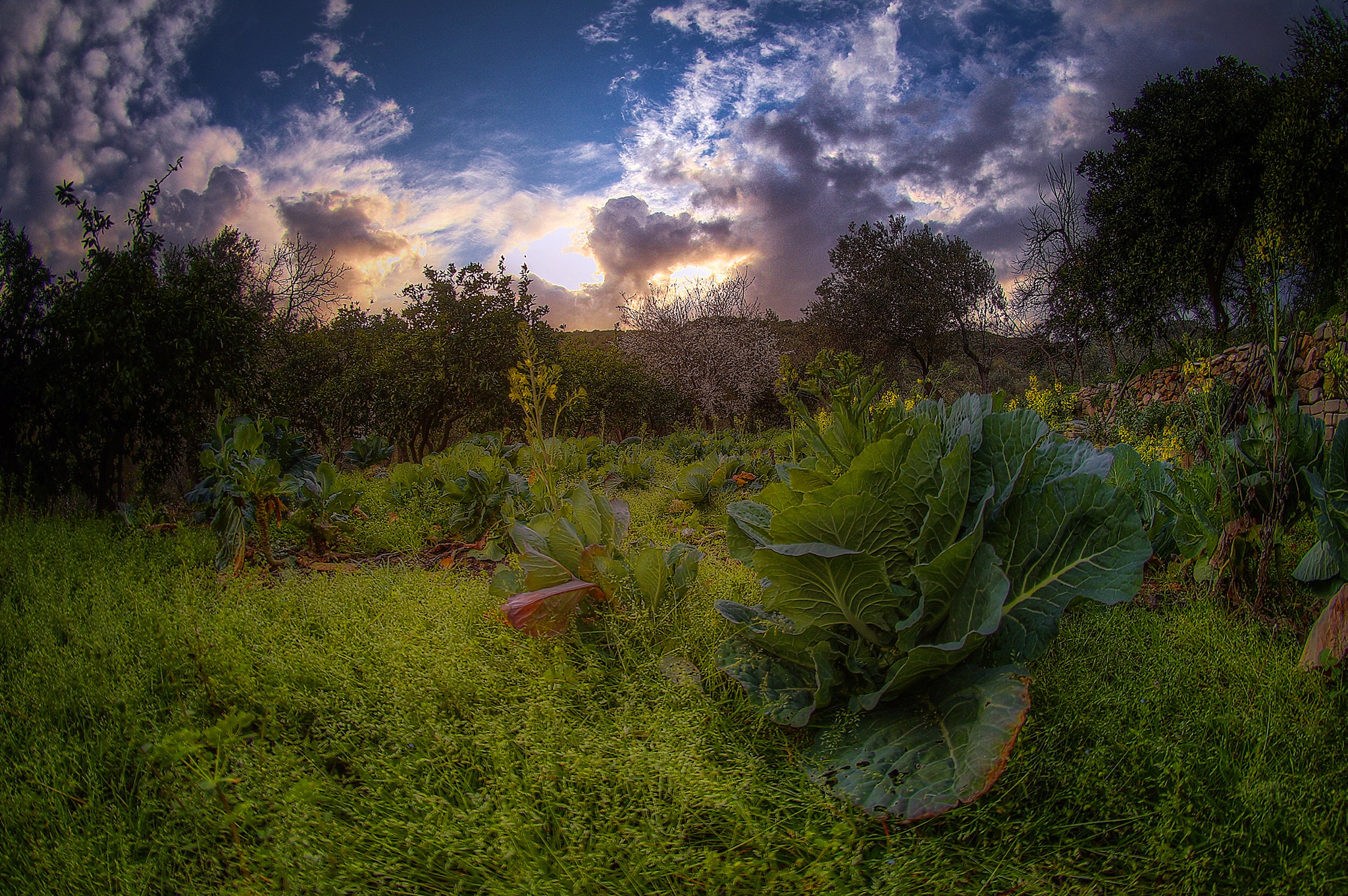 Sigma 8mm F3.5 EX DG Circular Fisheye sample photo. Untitled photography