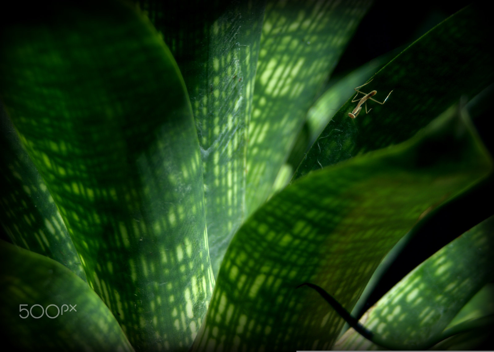 Sigma 28-90mm F3.5-5.6 Macro sample photo. Mantis on bromeliad photography