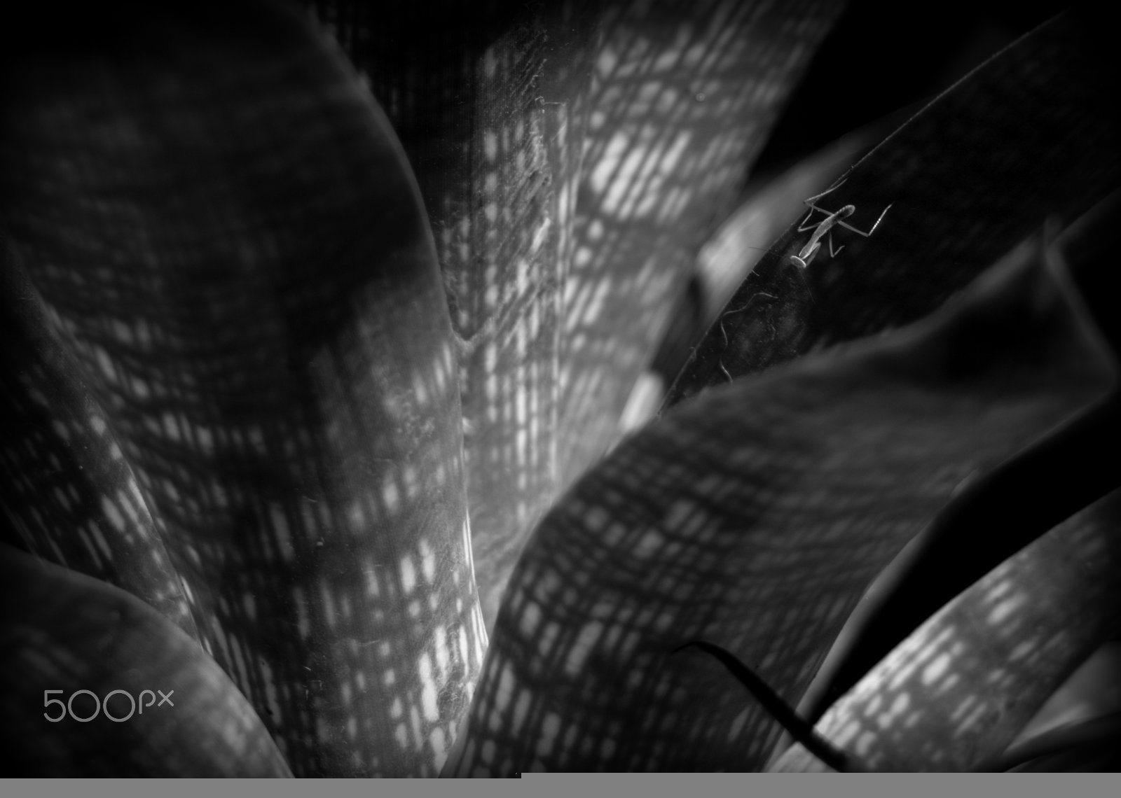 Sigma 28-90mm F3.5-5.6 Macro sample photo. Mantis and bromeliad bw photography