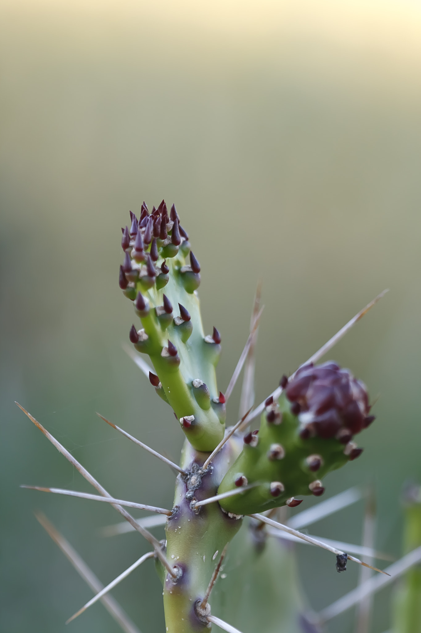 Canon EF 100mm F2.8 Macro USM sample photo. Ollo.....pincho photography