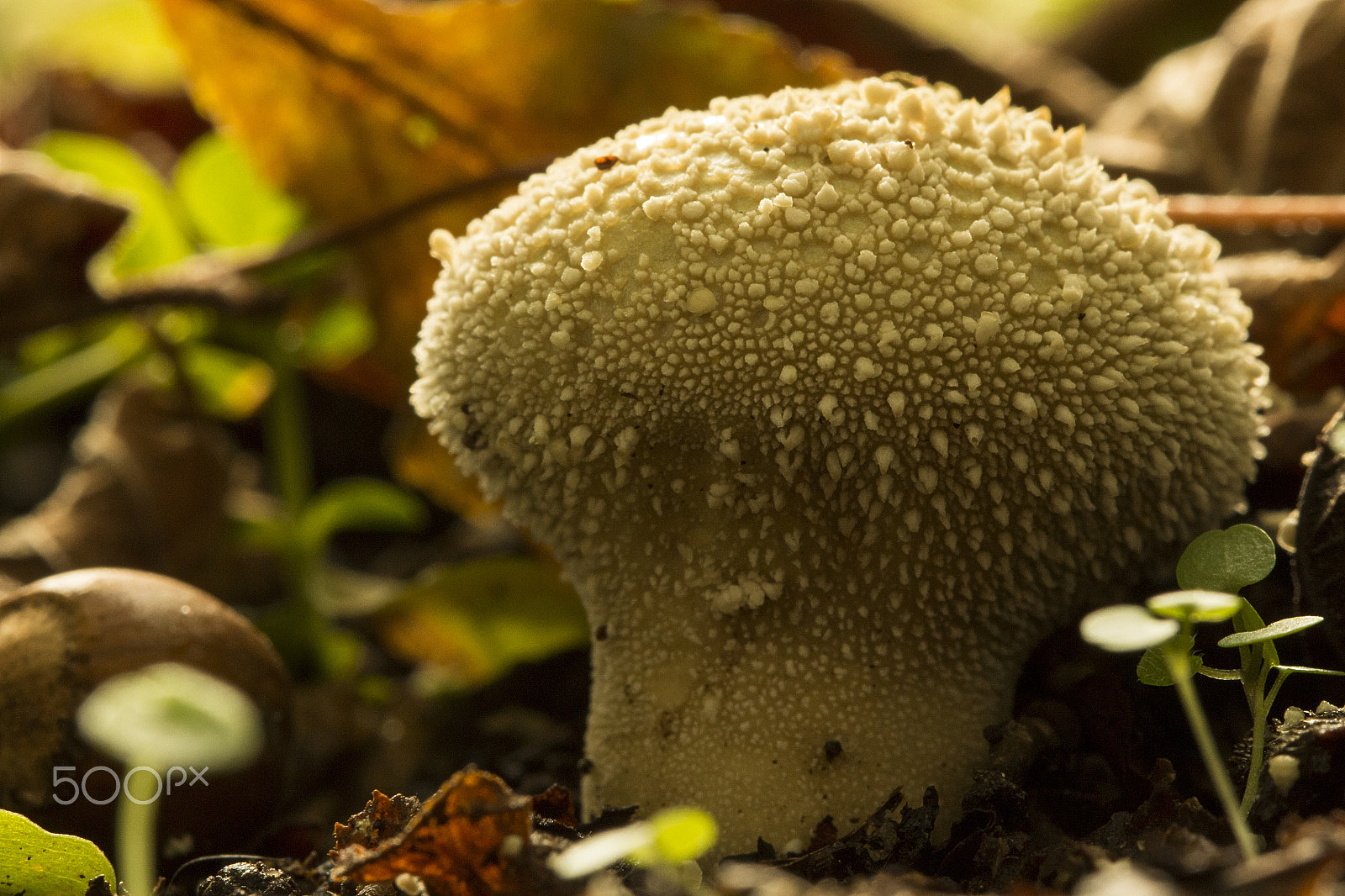 Canon EF 100mm F2.8 Macro USM sample photo. Lycoperdon photography