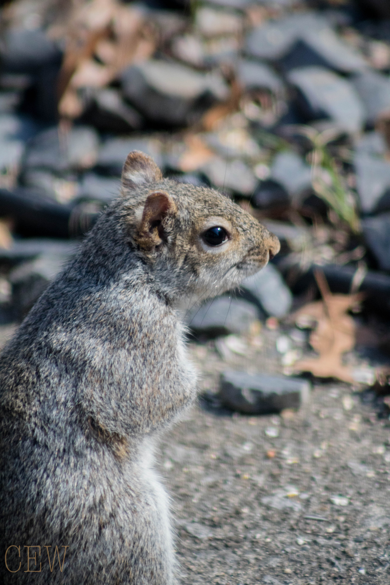 Canon EOS 760D (EOS Rebel T6s / EOS 8000D) + EF75-300mm f/4-5.6 sample photo. Stand up straight photography