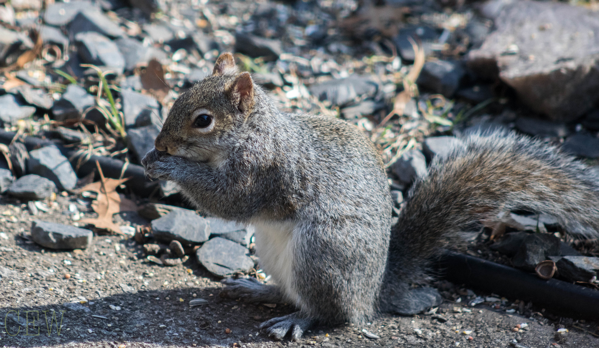 Canon EOS 760D (EOS Rebel T6s / EOS 8000D) + EF75-300mm f/4-5.6 sample photo. Snack time photography