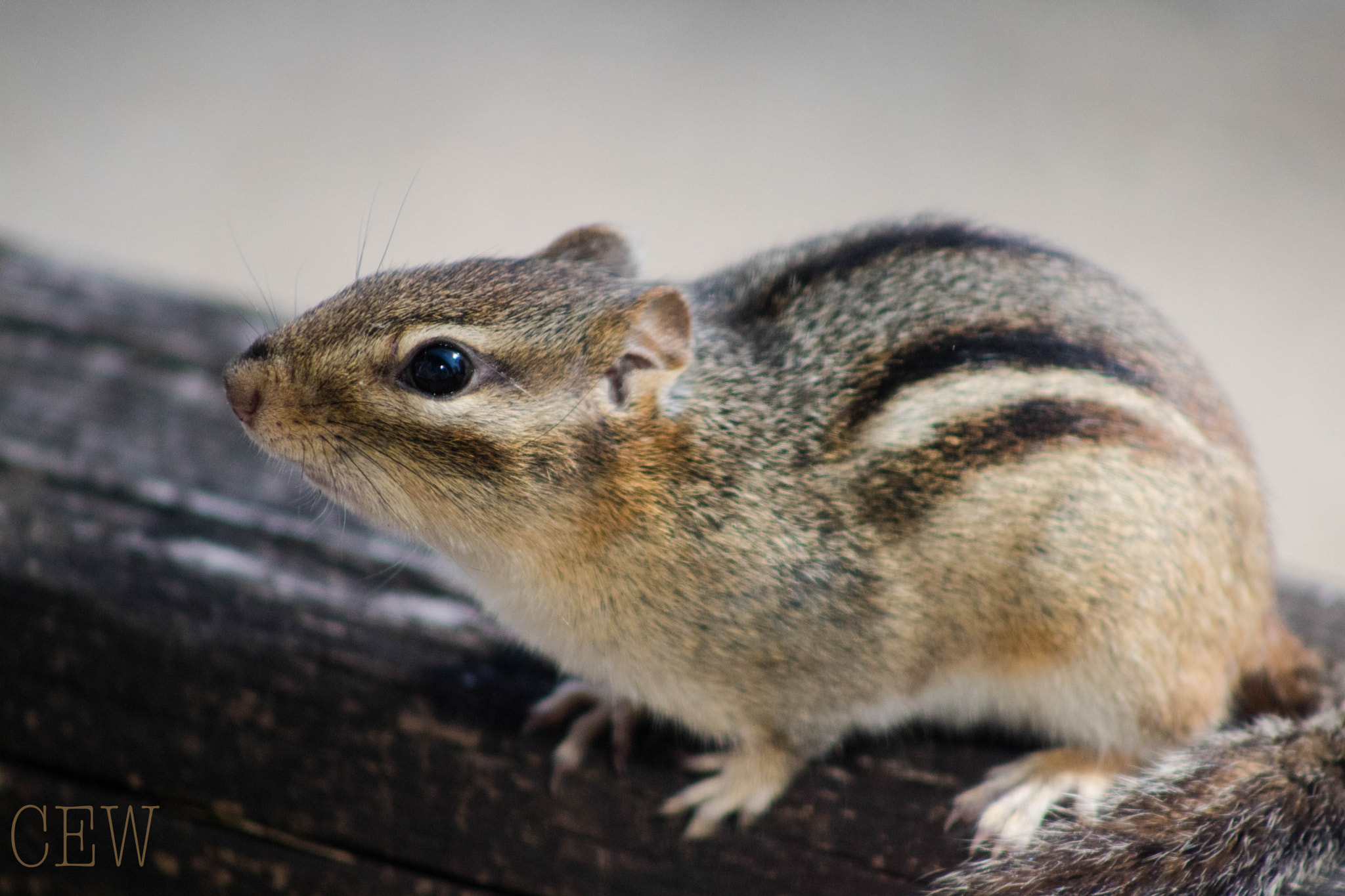 Canon EOS 760D (EOS Rebel T6s / EOS 8000D) + EF75-300mm f/4-5.6 sample photo. The curious chipmunk photography