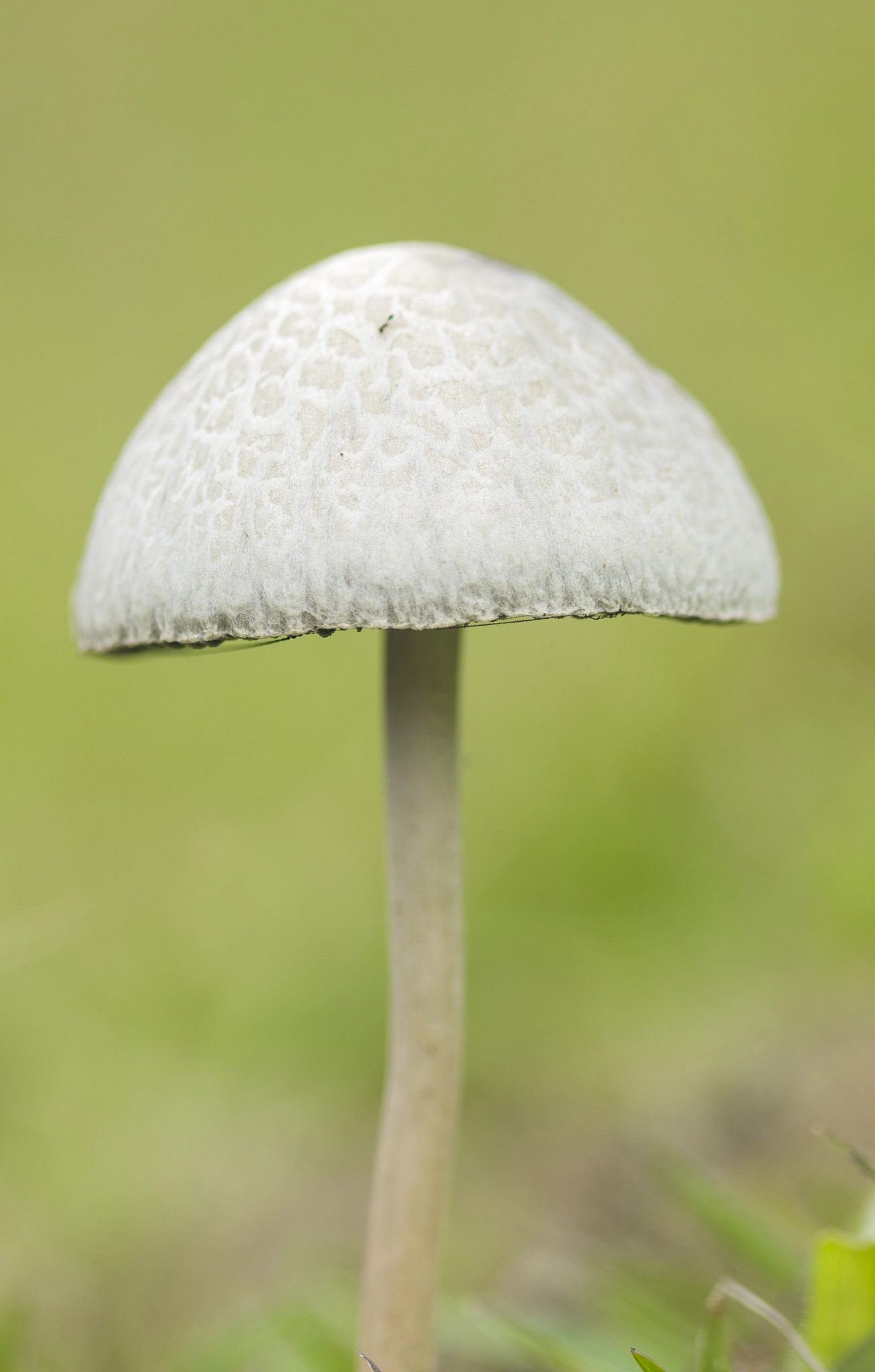 Canon EF 100mm F2.8 Macro USM sample photo. Pequeño hongo photography