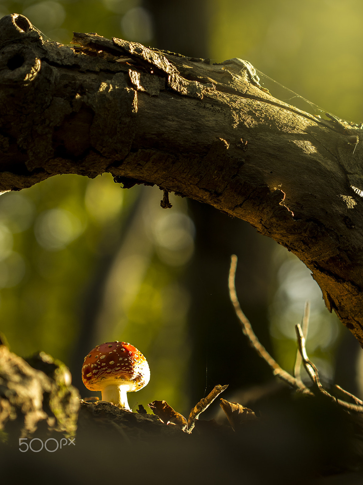 Canon EF 100mm F2.8 Macro USM sample photo. Αmanita muscaria photography