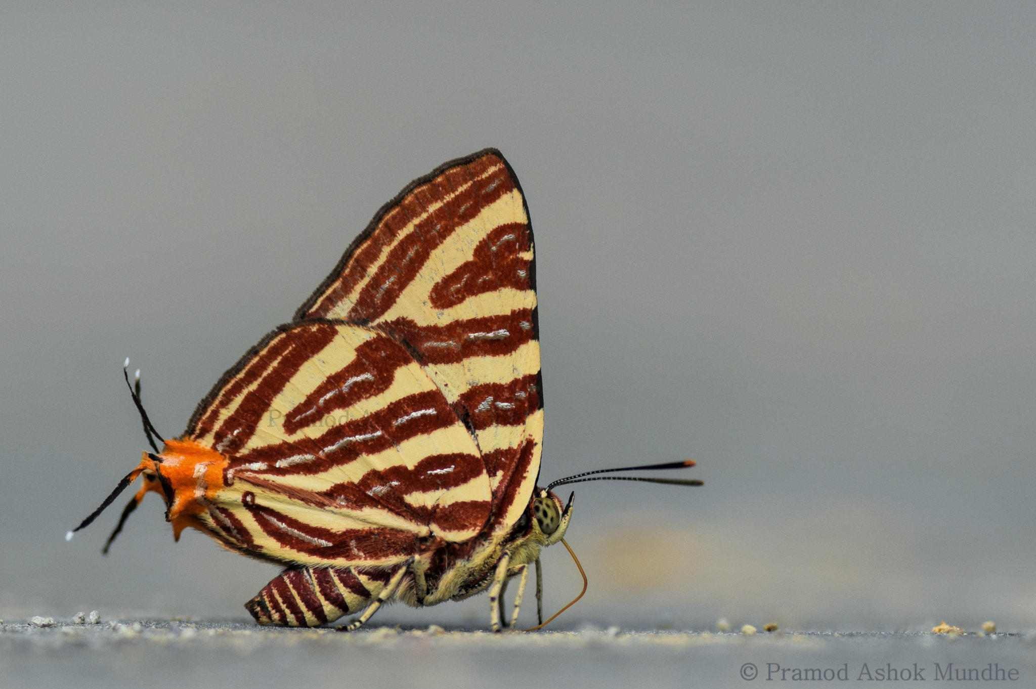 Nikon D5300 + Nikon AF-S Nikkor 300mm F4D ED-IF sample photo. Common silverline.jpg photography