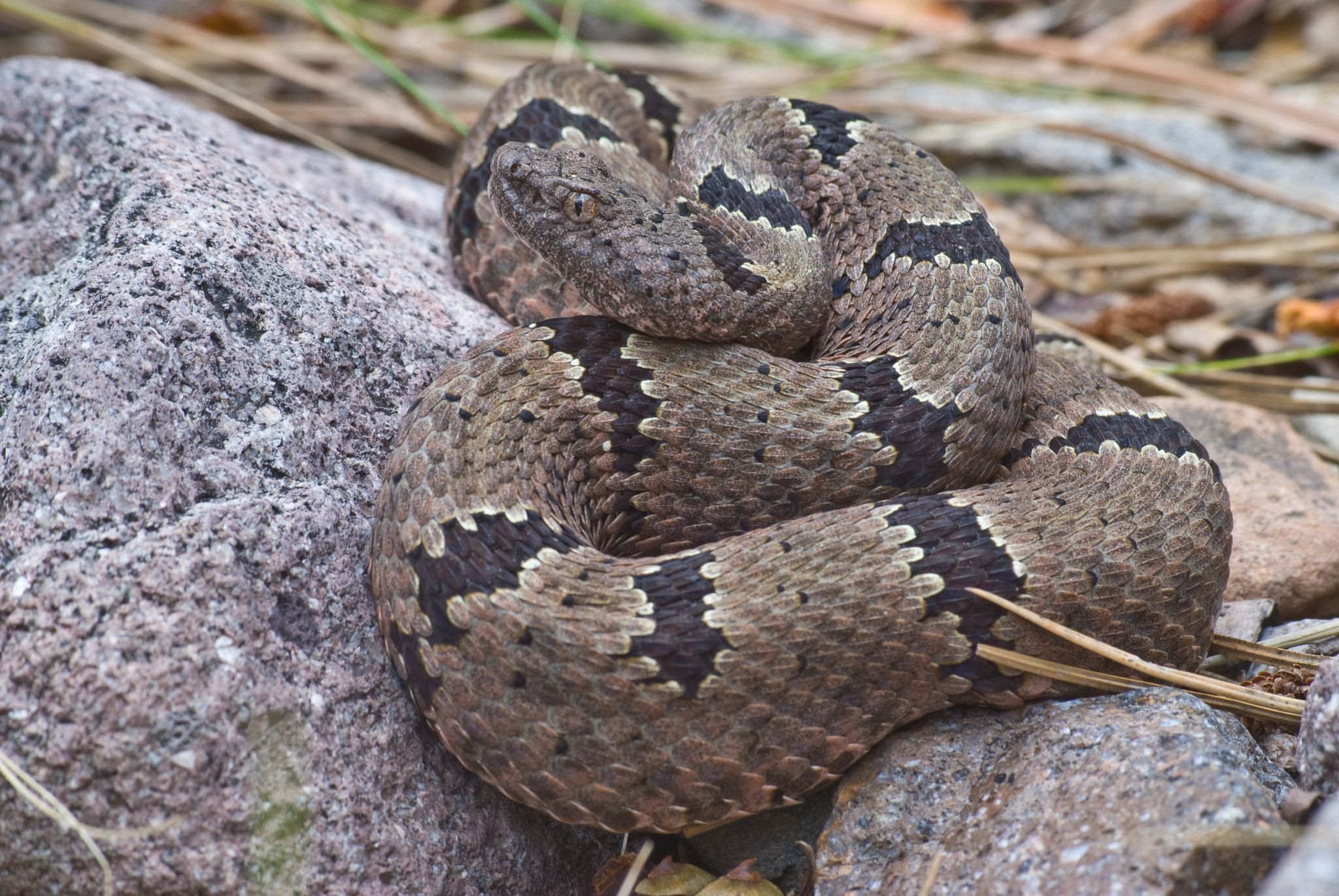 Nikon D200 + Sigma 70-210mm F4-5.6 UC-II sample photo. Female banded rock rattlesnake, new mexico. photography