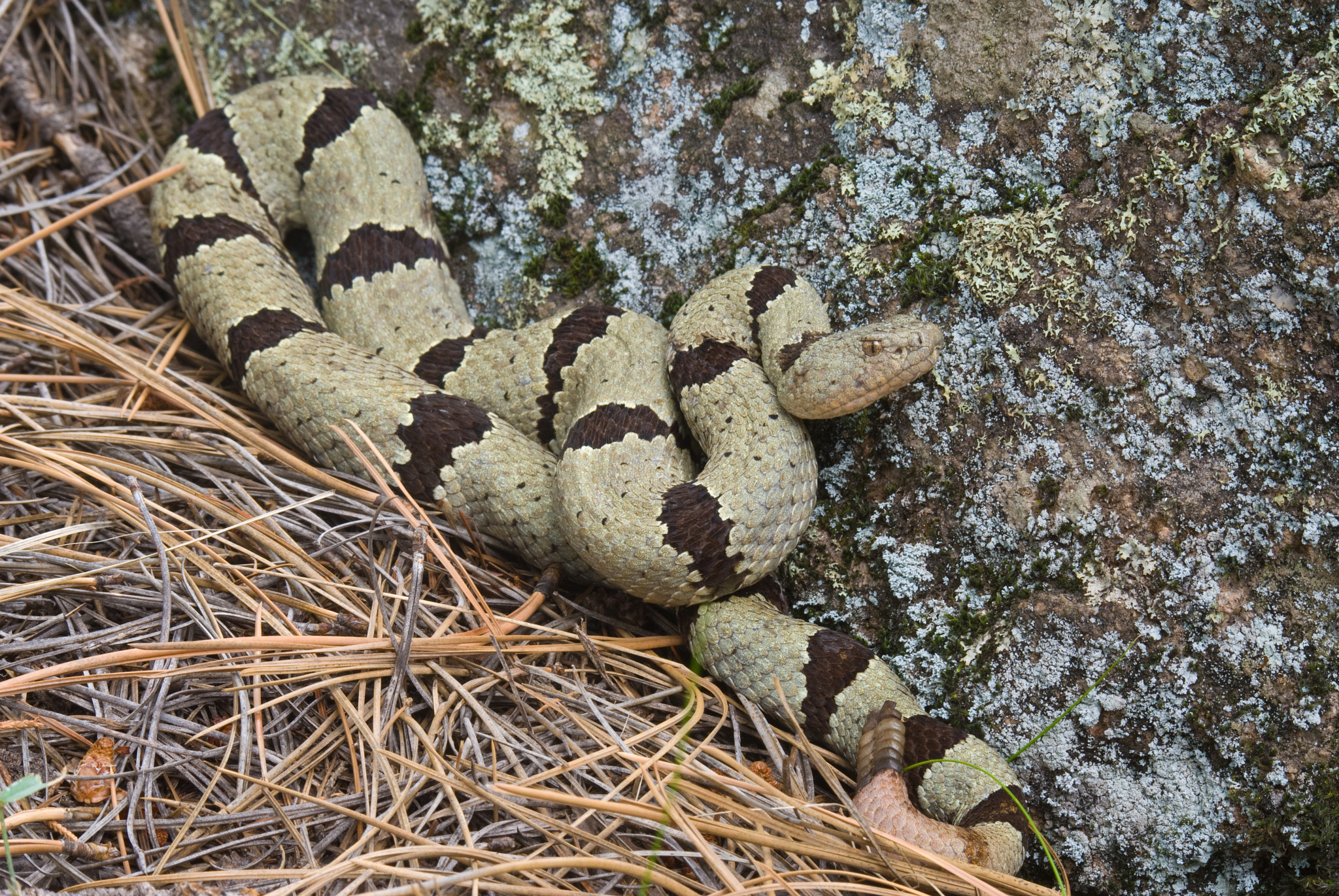 Nikon D200 + Sigma 70-210mm F4-5.6 UC-II sample photo. Male banded rock rattlesnake, new mexico. photography