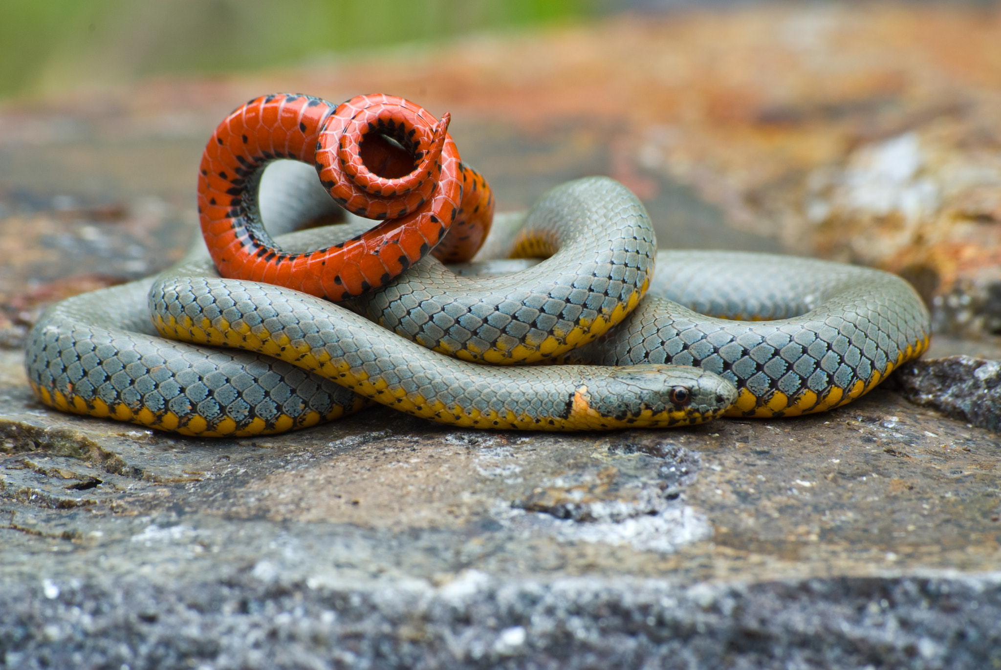 Nikon D200 + Sigma 70-210mm F4-5.6 UC-II sample photo. Regal ring-necked snake, new mexico. photography