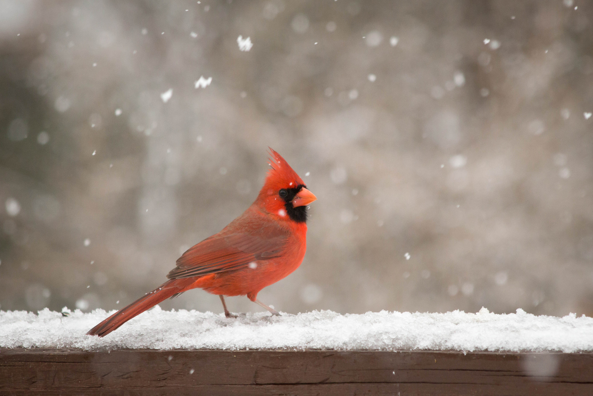 Canon EOS 650D (EOS Rebel T4i / EOS Kiss X6i) sample photo. Cardinal snow photography