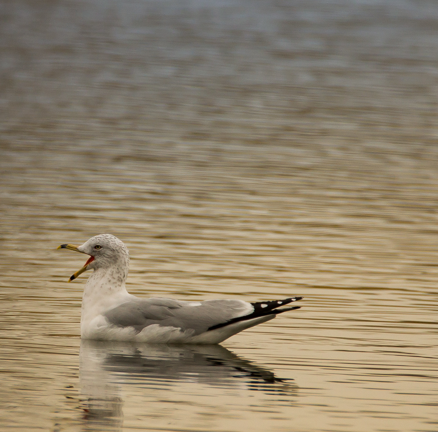 Tamron SP 150-600mm F5-6.3 Di VC USD sample photo. Tired little seagle photography