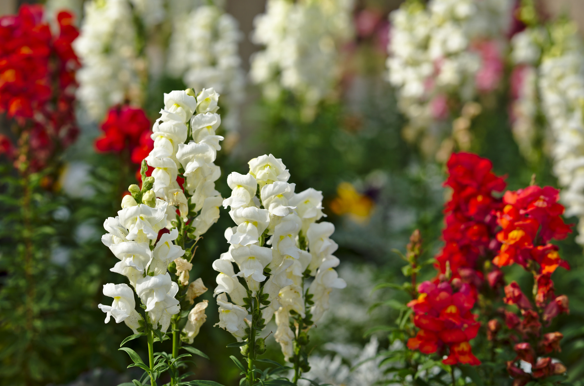 ZEISS Otus 85mm F1.4 sample photo. White and red snapdragons photography
