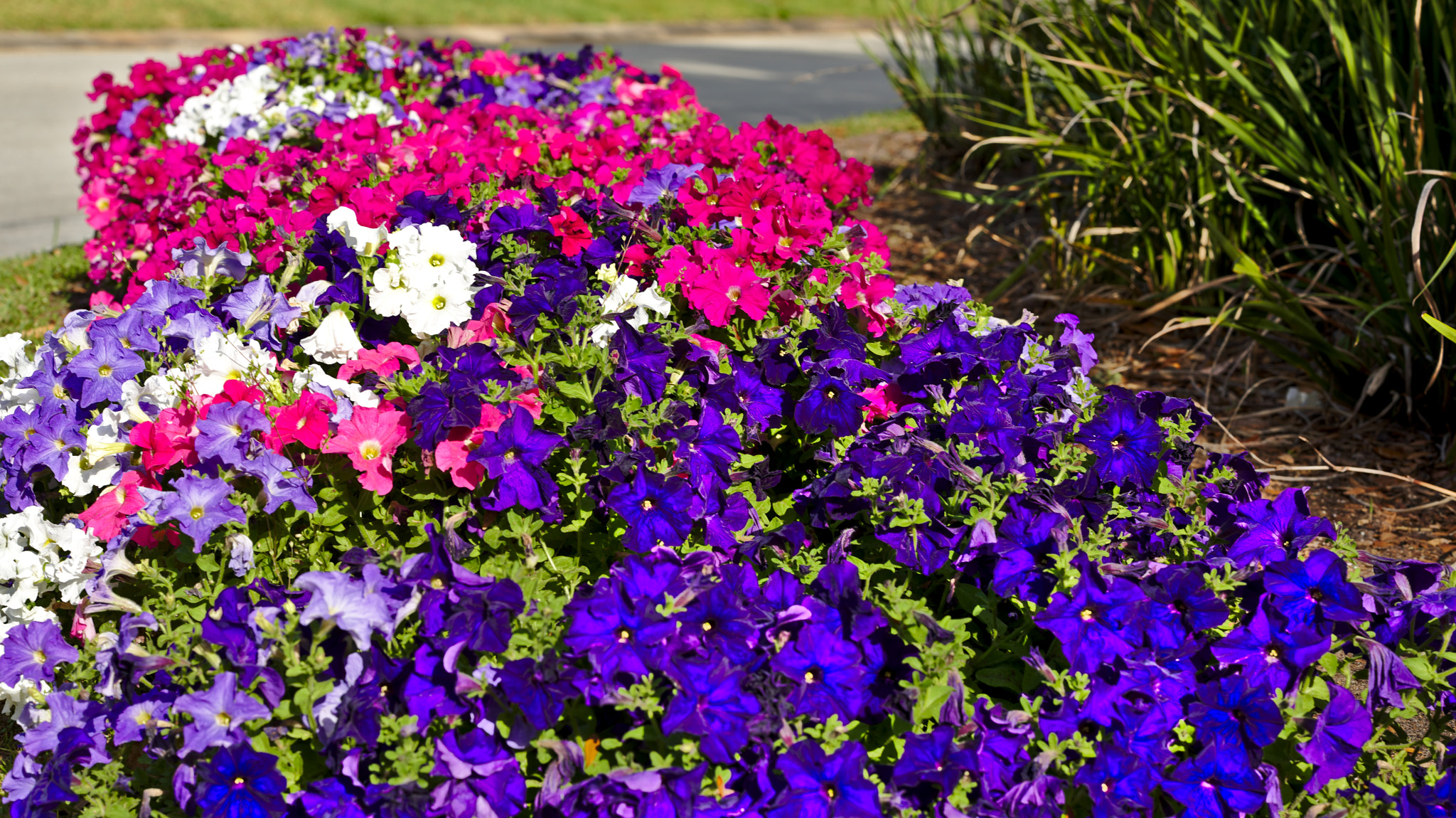ZEISS Otus 85mm F1.4 sample photo. Spring flowers photography