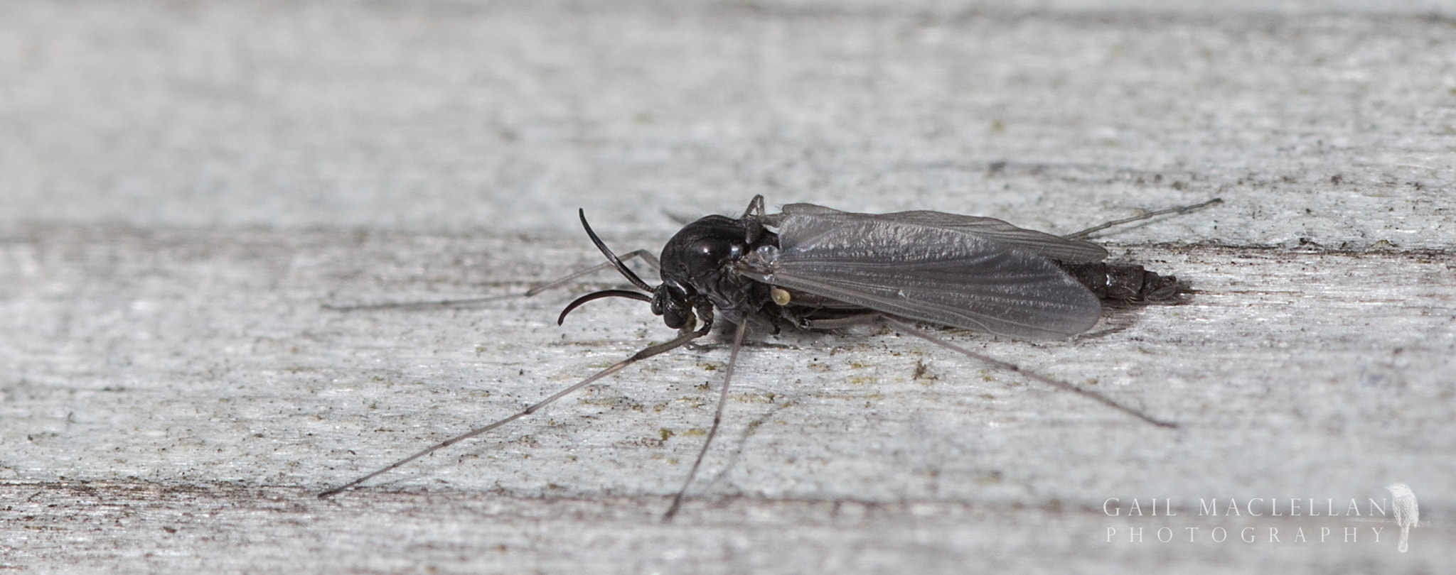 Sigma 105mm F2.8 EX DG Macro sample photo
