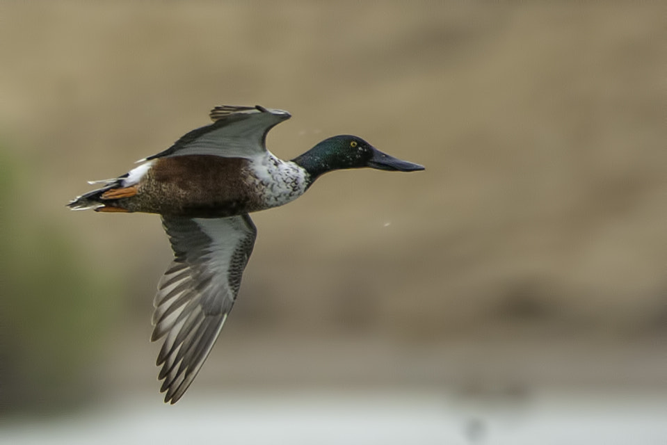 Nikon D2H sample photo. Fasting mallard photography