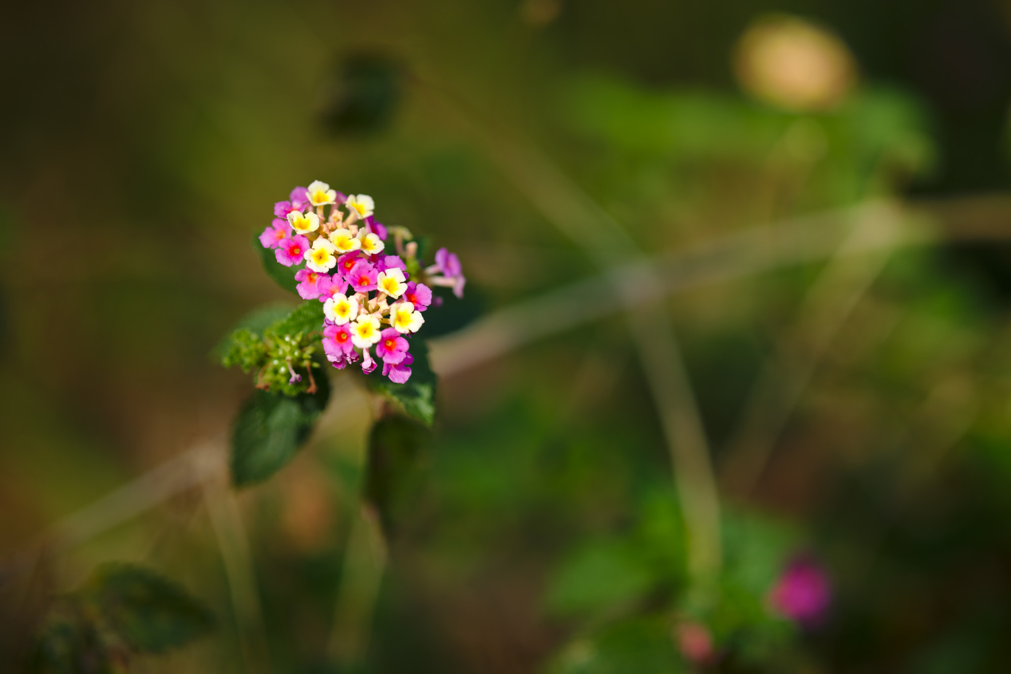 ZEISS Otus 85mm F1.4 sample photo. Lantana camara or red/white-sage or tickberry photography