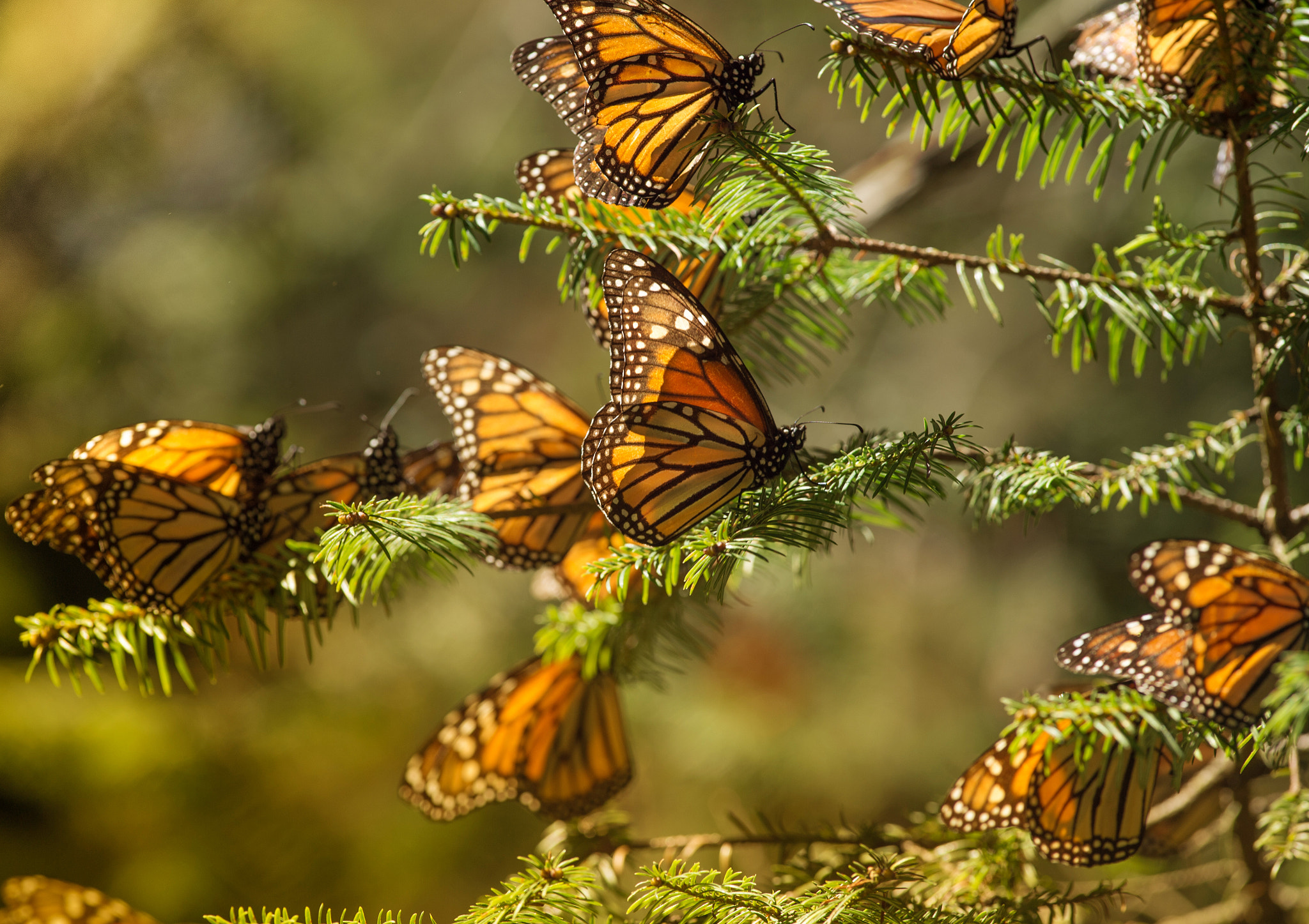 Nikon D4S + Nikon AF-S Nikkor 300mm F4D ED-IF sample photo. Monarch butterflies photography