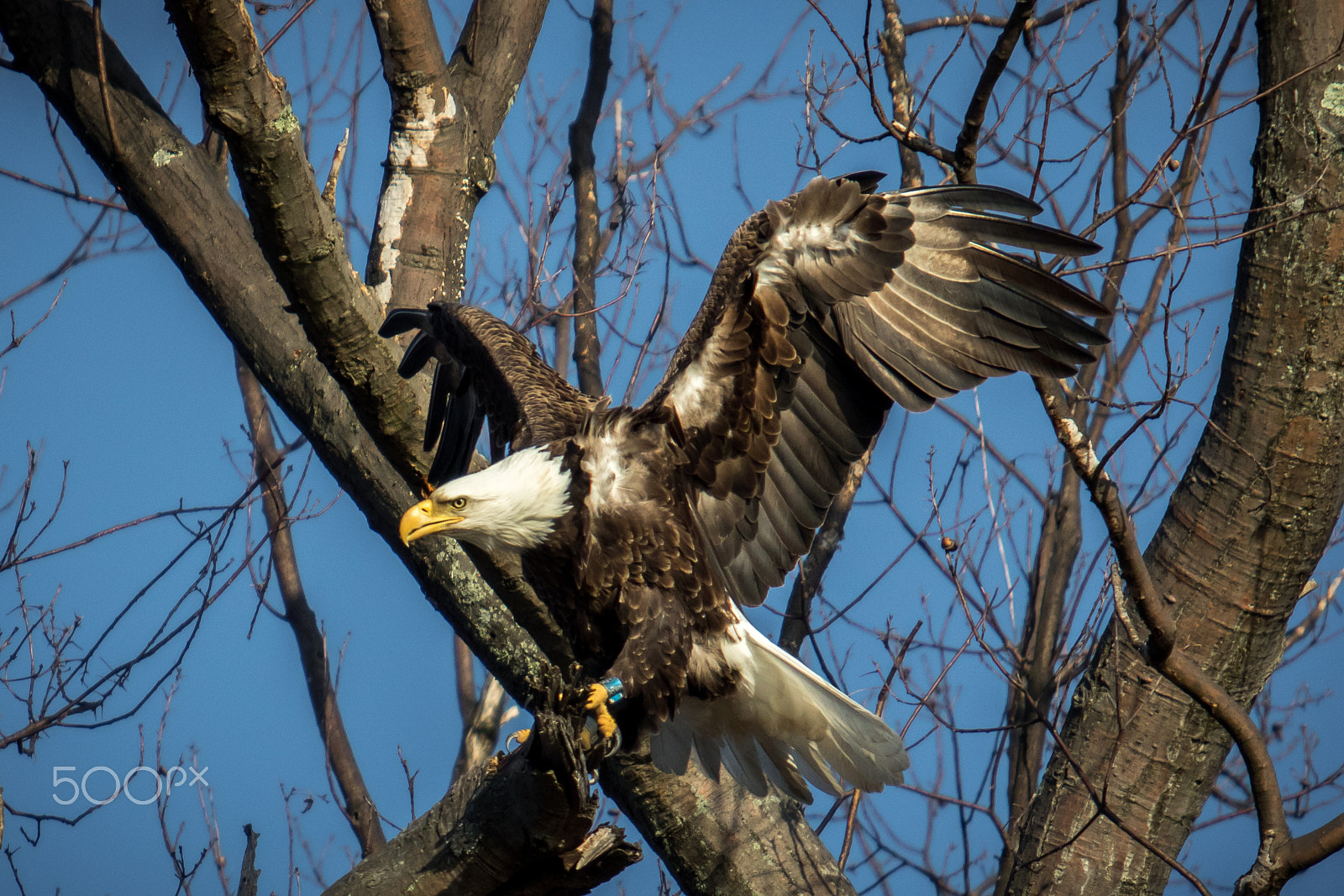 Canon EF 70-200mm F2.8L USM sample photo. Bald eagle coming home photography