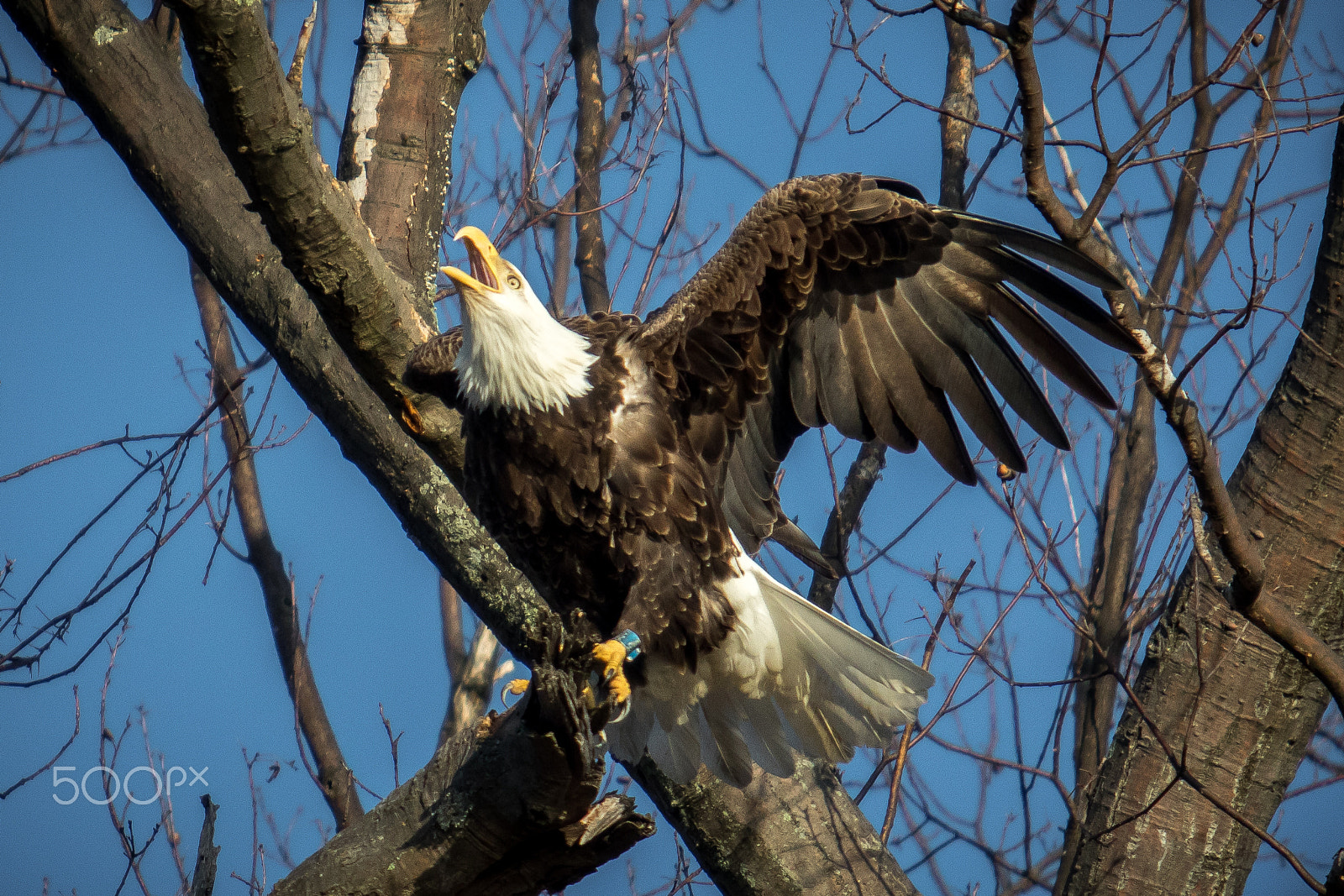 Canon EF 70-200mm F2.8L USM sample photo. The chatterbox photography