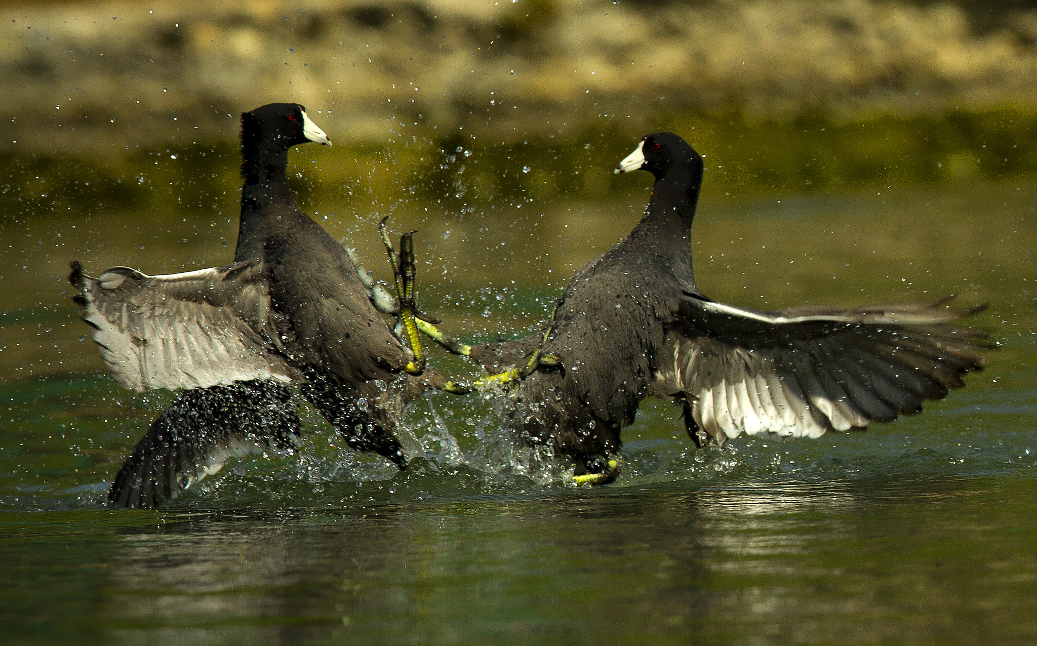 Canon EOS 7D + Canon EF 600mm F4L IS II USM sample photo. Coots fighting photography