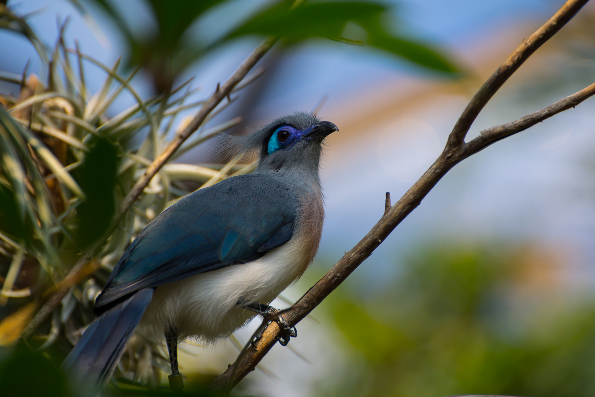 Tamron SP 70-300mm F4-5.6 Di USD sample photo. Blue bird photography