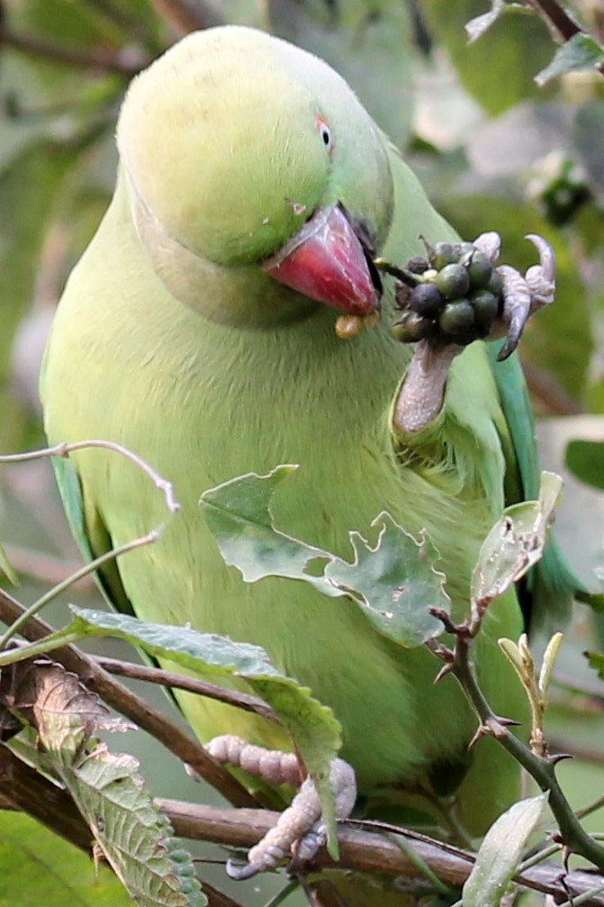 Canon EF 100-400mm F4.5-5.6L IS II USM sample photo. Parakeet photography