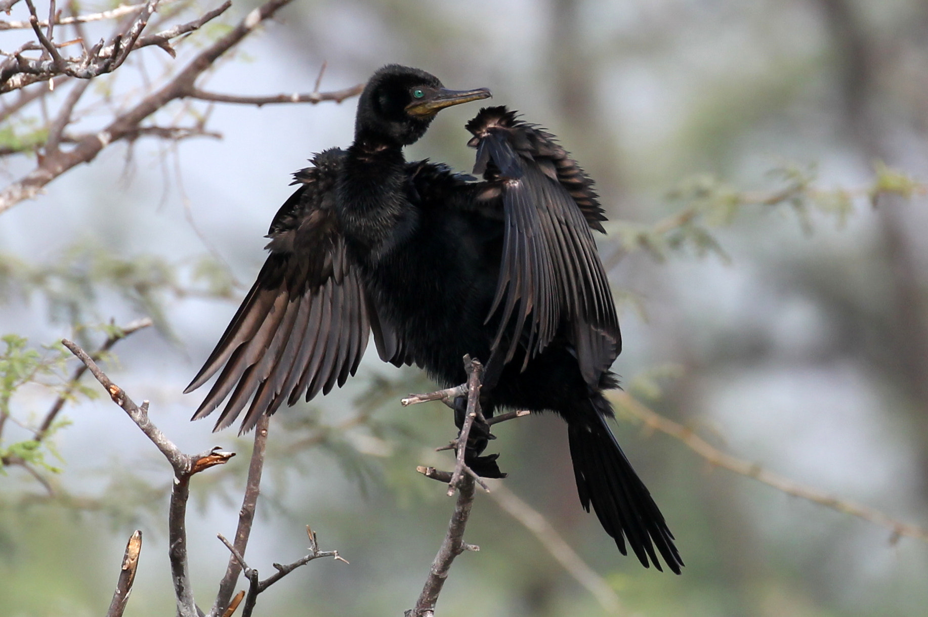 Canon EF 100-400mm F4.5-5.6L IS II USM sample photo. Cormorant photography